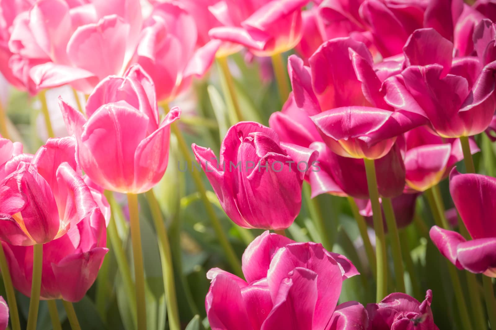 Beautiful bouquet of tulips. colorful tulips. nature background by teerawit