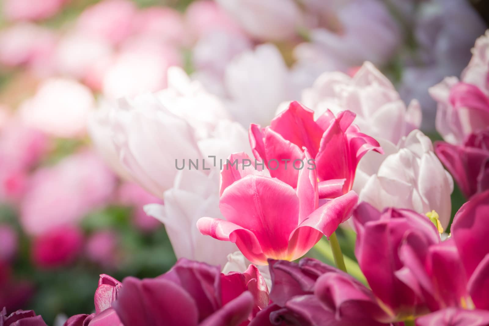 Beautiful bouquet of tulips. colorful tulips. nature background