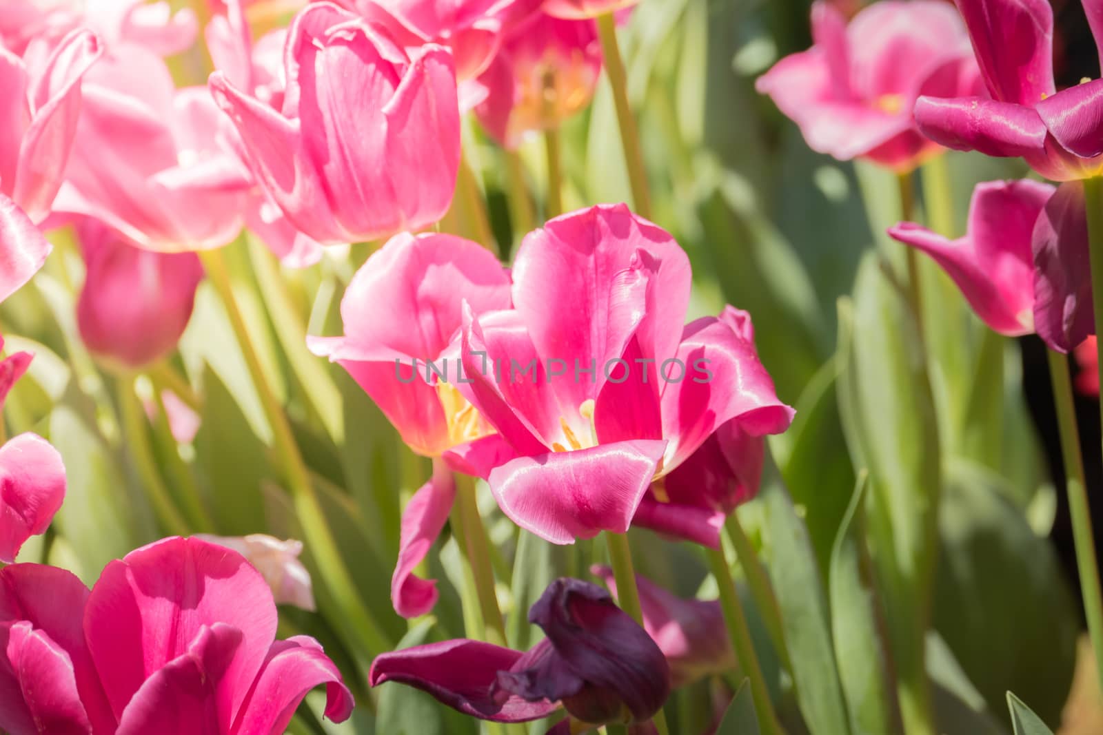 Beautiful bouquet of tulips. colorful tulips. nature background