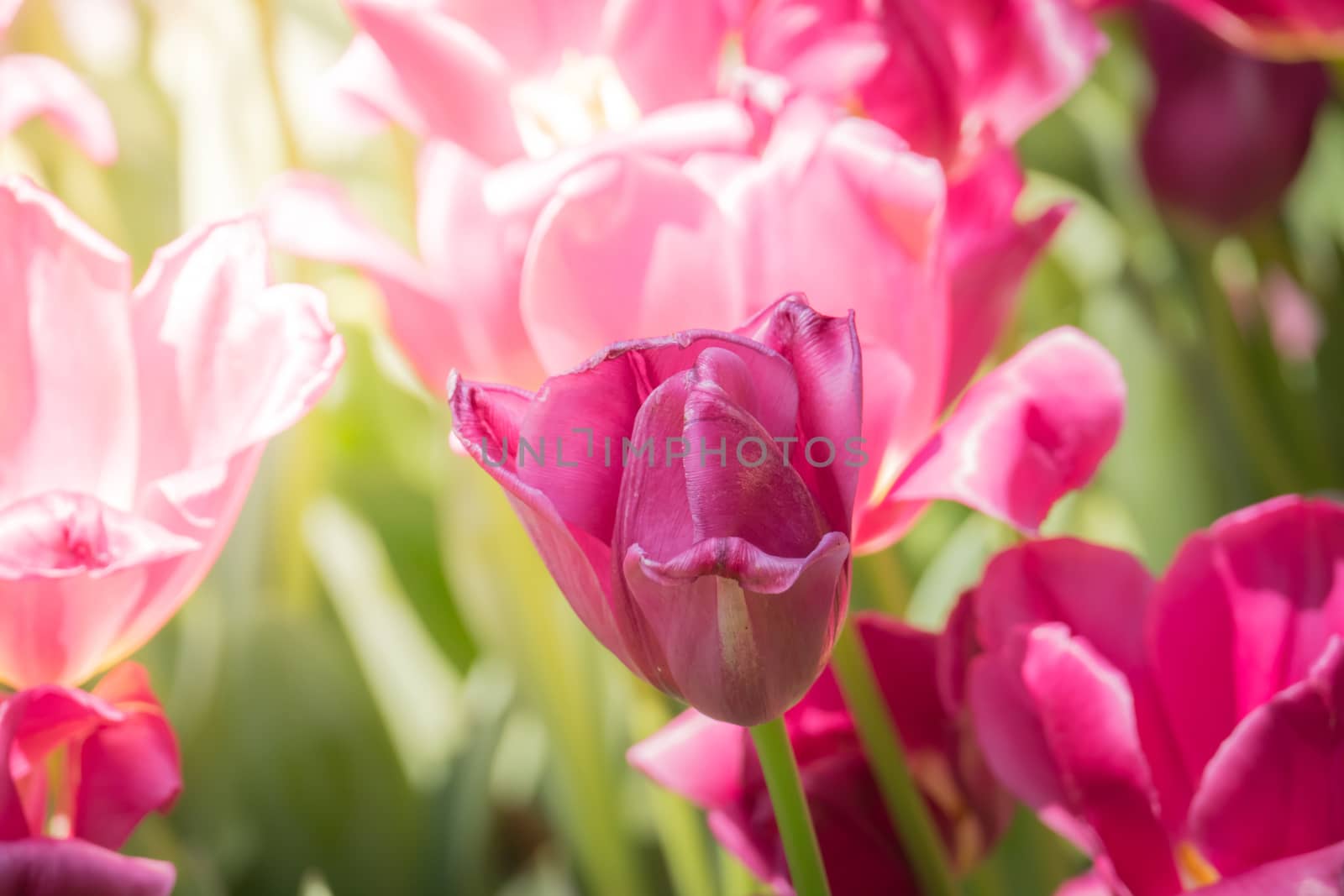 Beautiful bouquet of tulips. colorful tulips. nature background