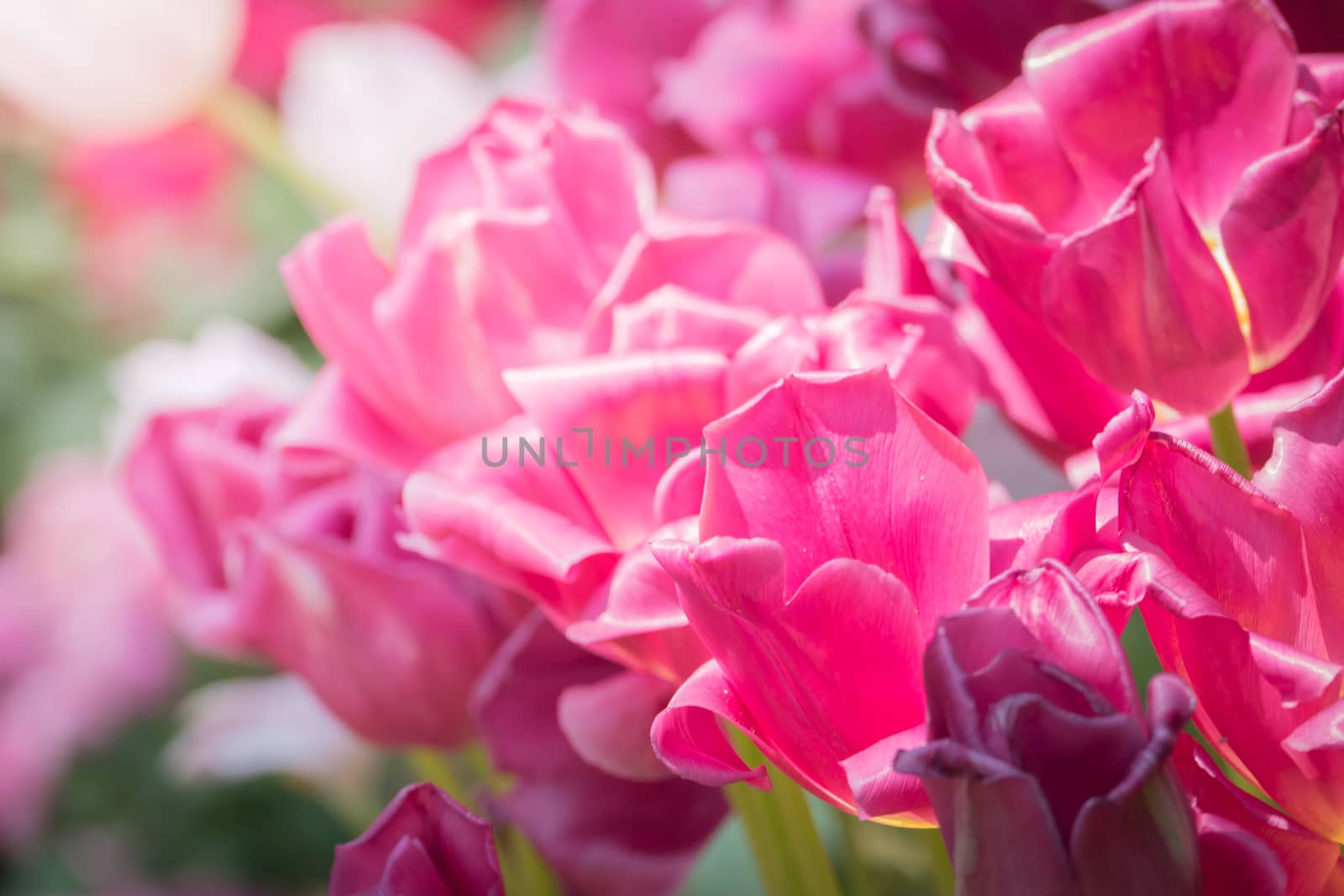 Beautiful bouquet of tulips. colorful tulips. nature background by teerawit