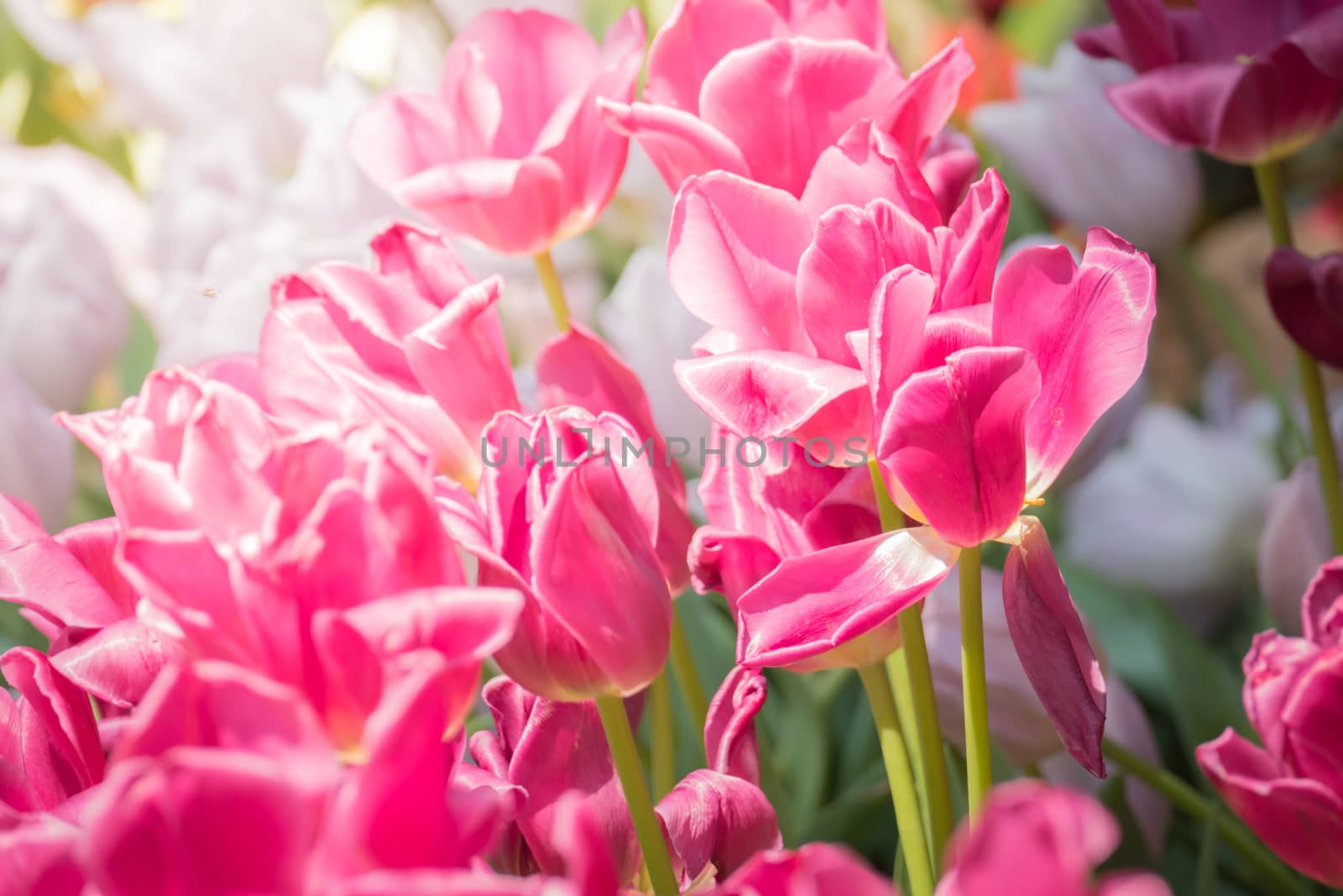 Beautiful bouquet of tulips. colorful tulips. nature background