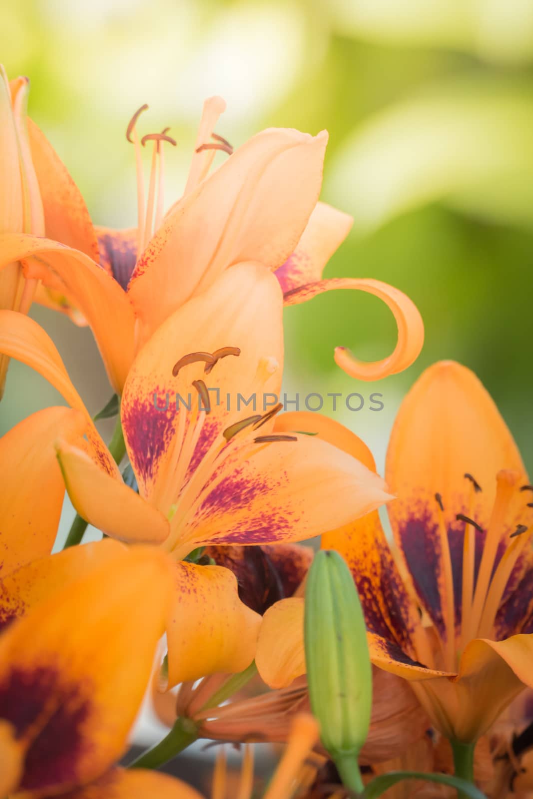 The background image of the colorful flowers, background nature