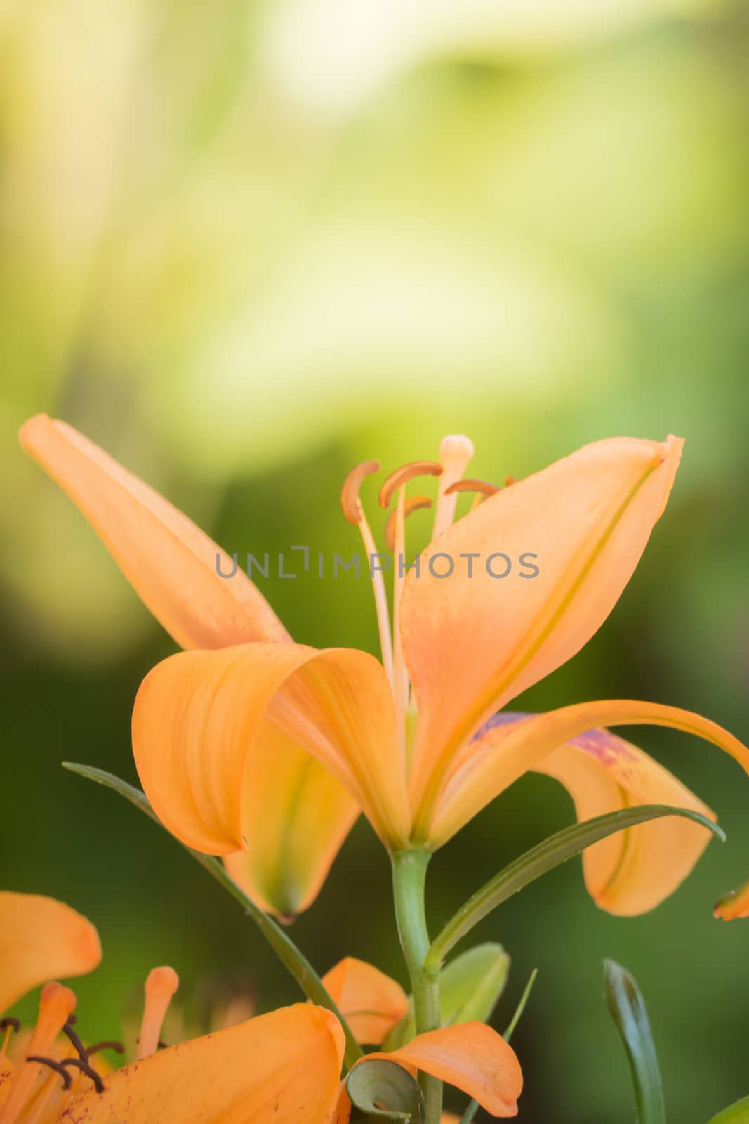 The background image of the colorful flowers by teerawit