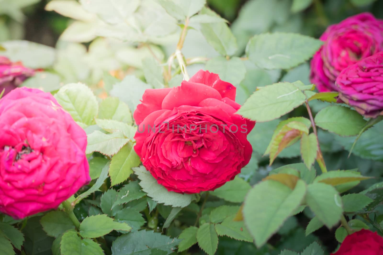 Roses in the garden, Roses are beautiful with a beautiful sunny day.