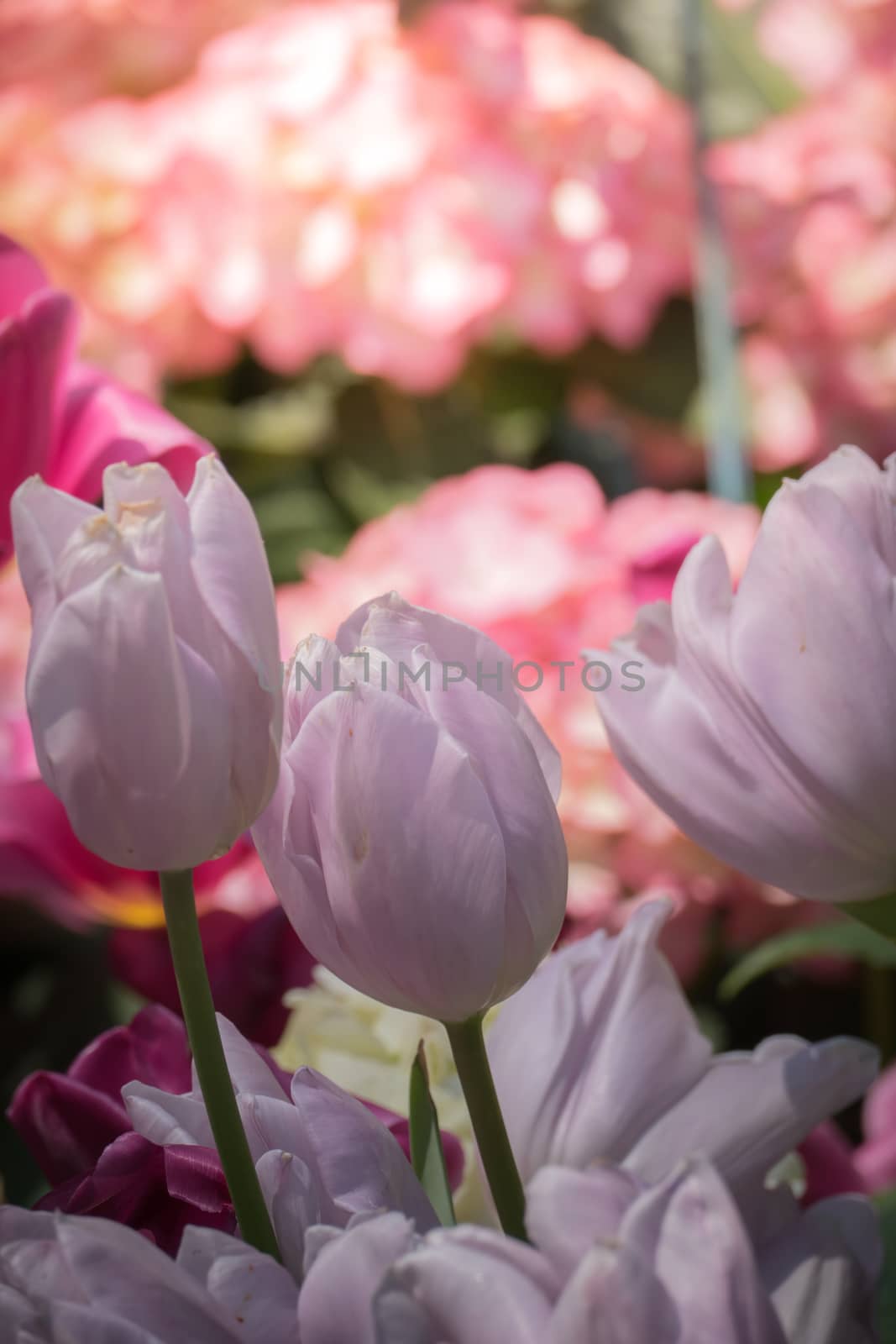 Beautiful bouquet of tulips. colorful tulips. nature background