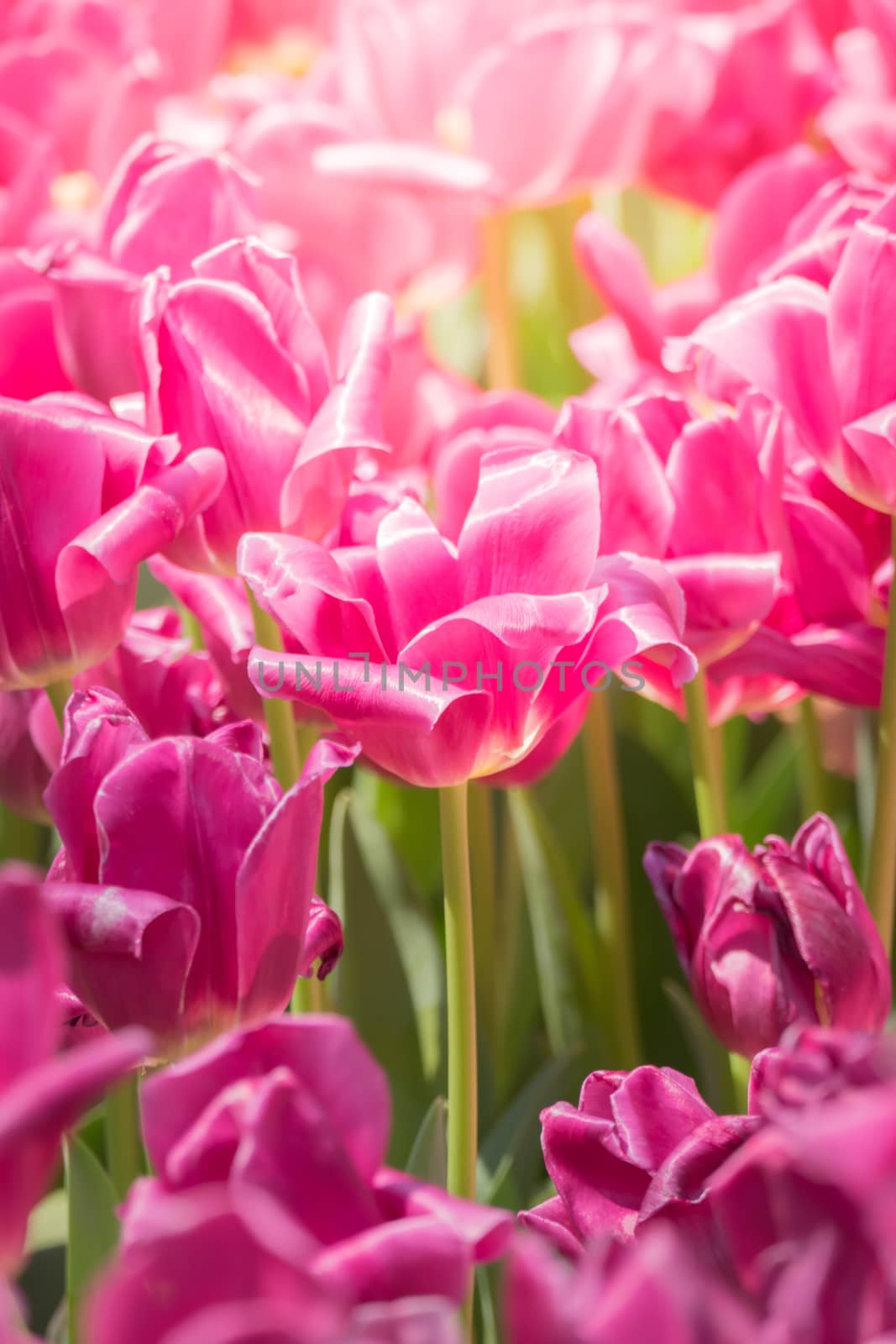 Beautiful bouquet of tulips. colorful tulips. nature background by teerawit