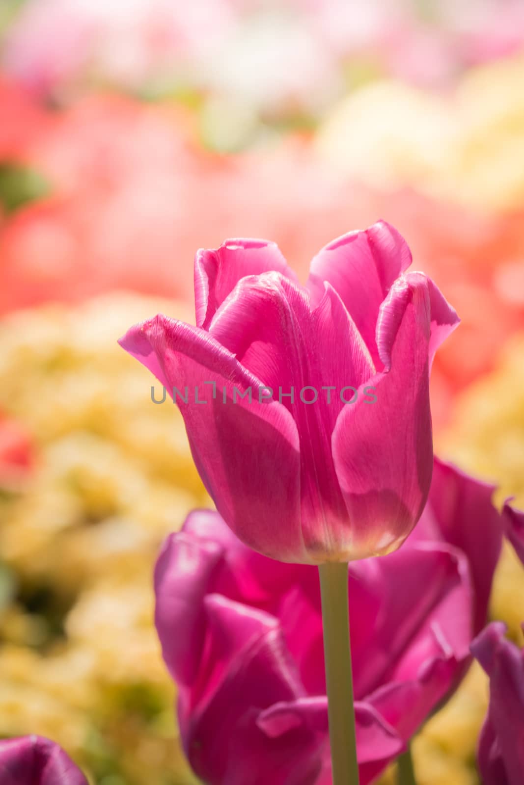 Beautiful bouquet of tulips. colorful tulips. nature background