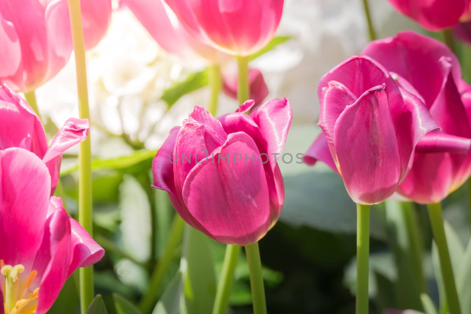 Beautiful bouquet of tulips. colorful tulips. nature background by teerawit