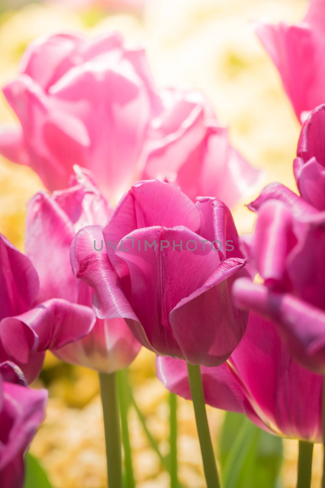 Beautiful bouquet of tulips. colorful tulips. nature background by teerawit