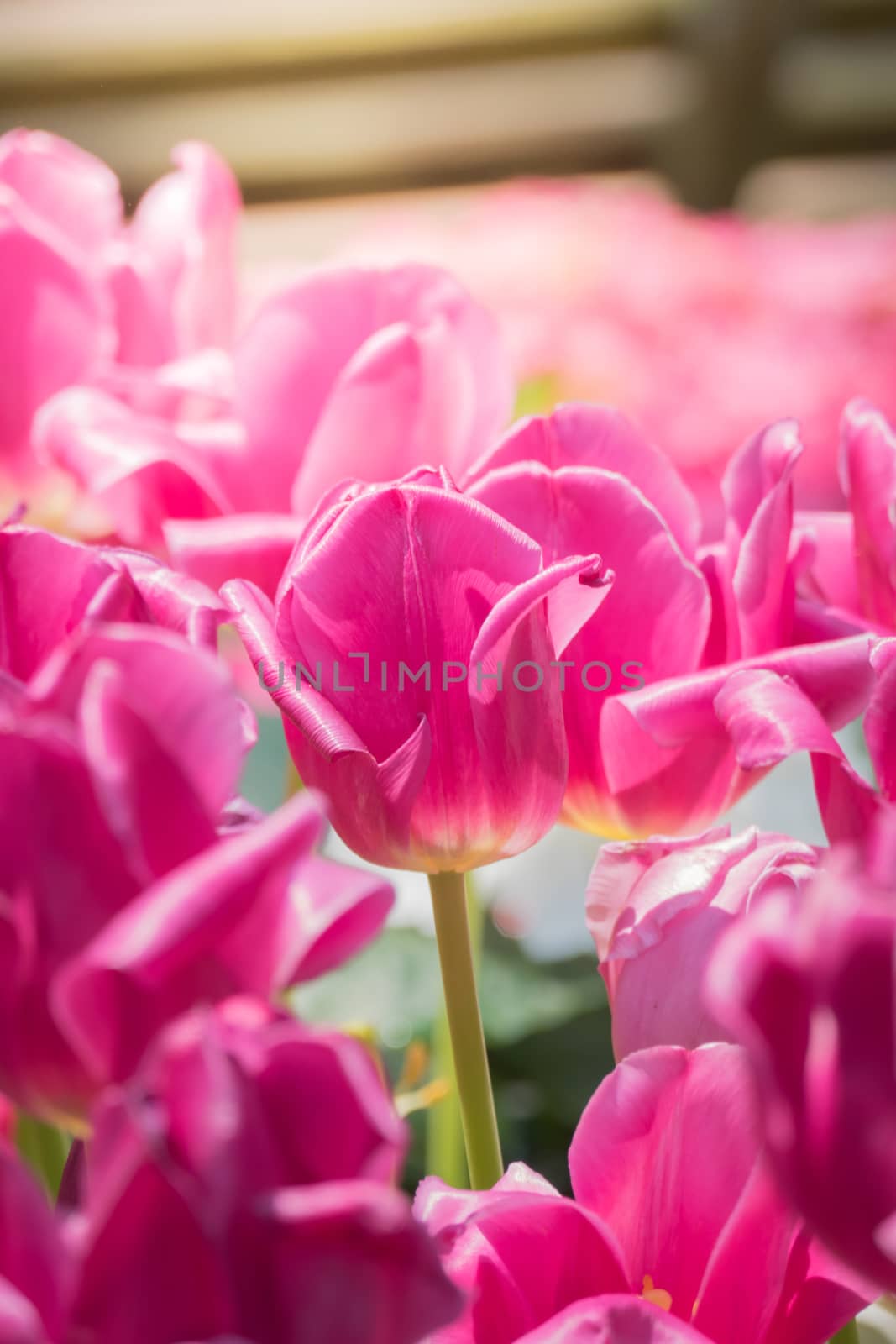 Beautiful bouquet of tulips. colorful tulips. nature background by teerawit