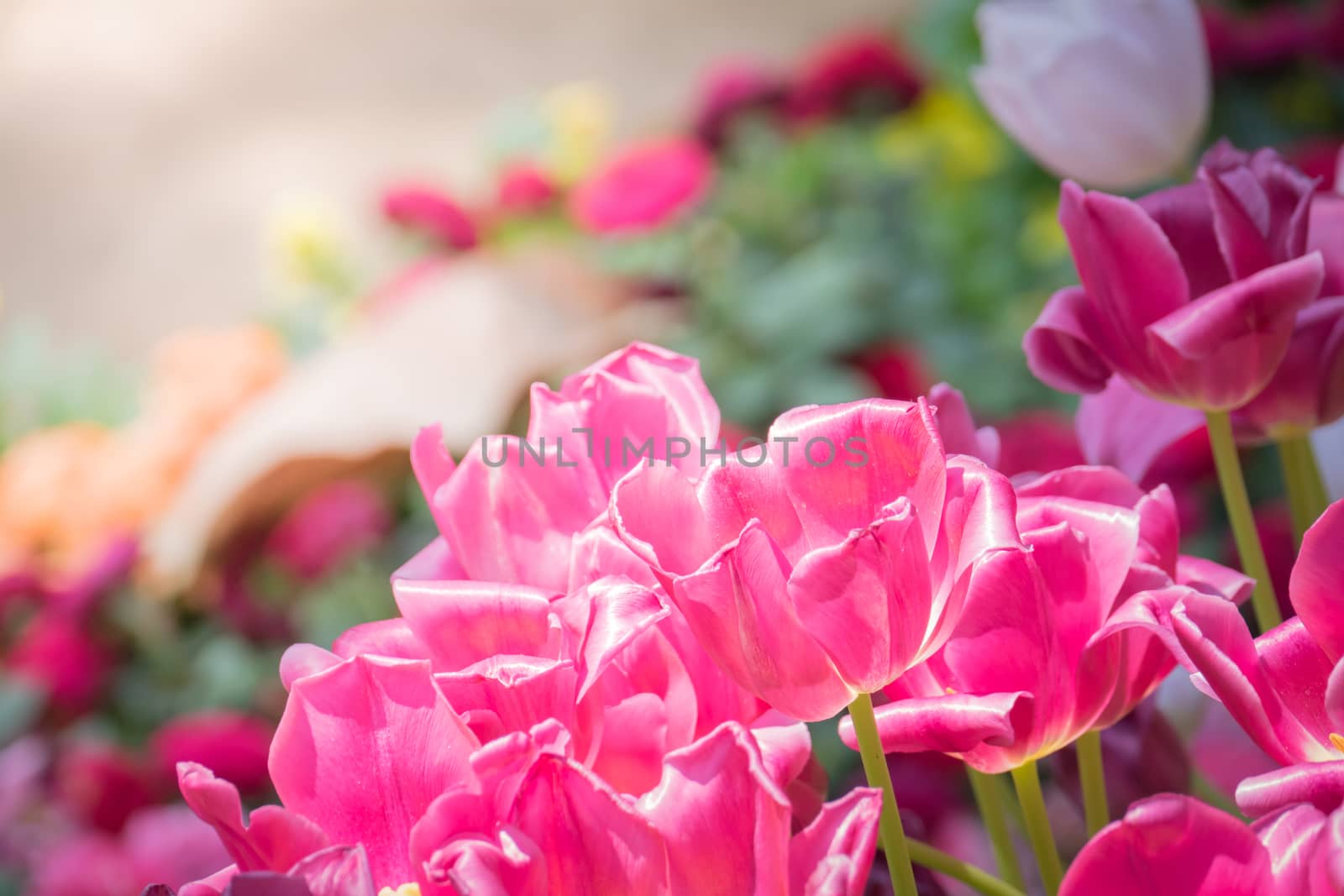 Beautiful bouquet of tulips. colorful tulips. nature background by teerawit