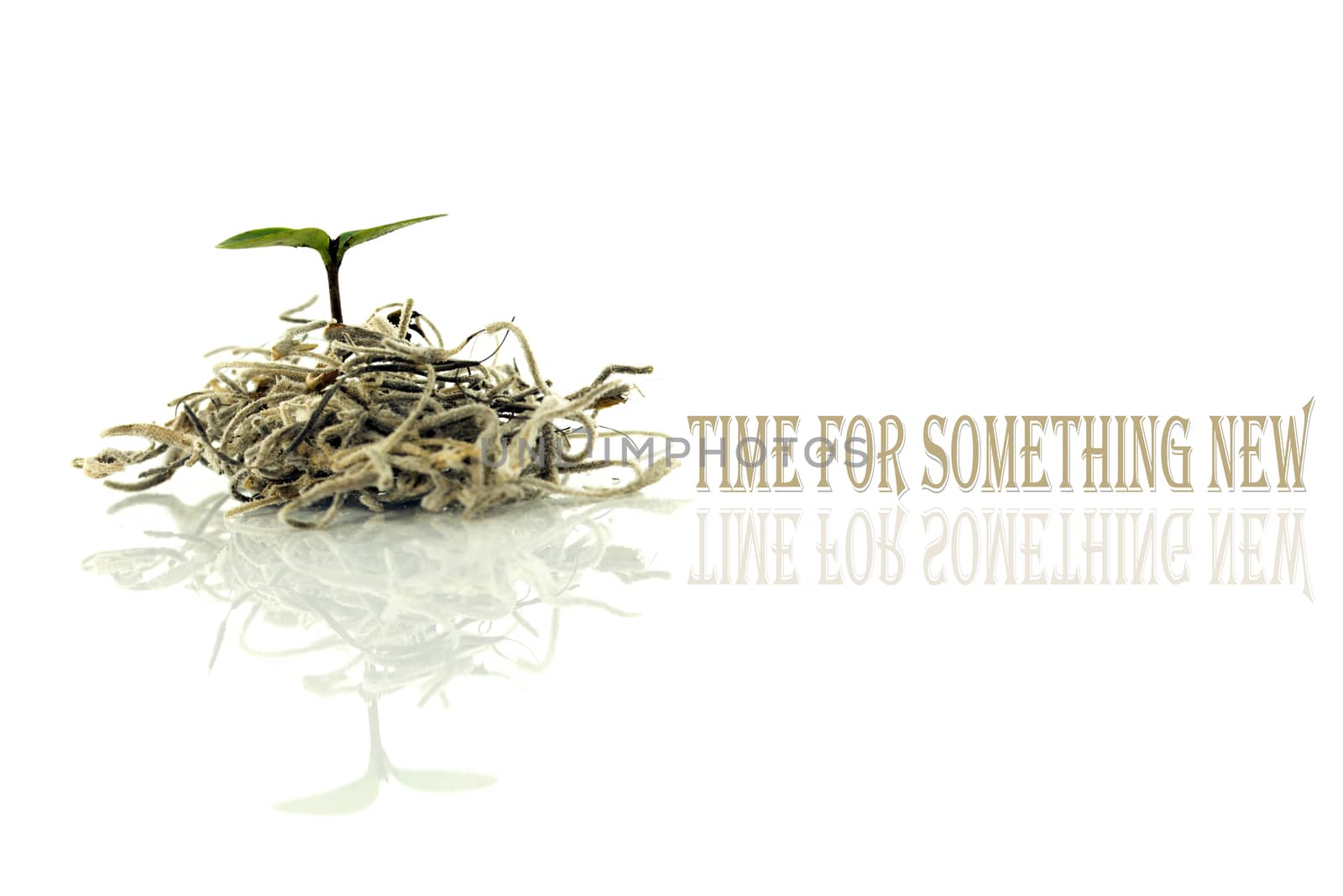 time for something new with little new plant for new life and text and copy space
