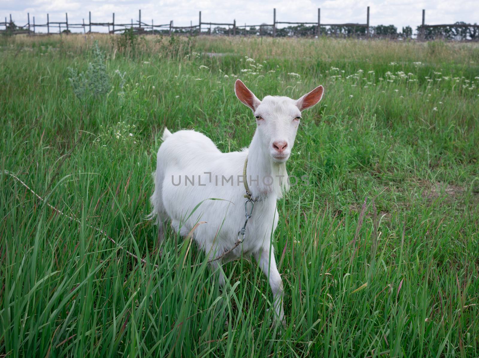 White adult goat grasses on green summer meadow field at village countryside