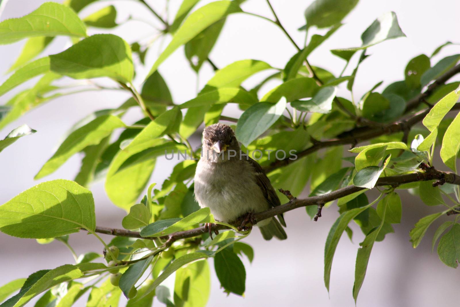 A sparrow on a tree. Photo for your design.
