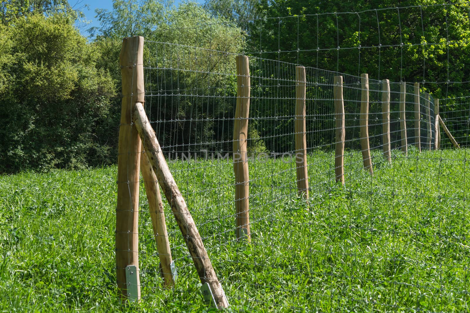 Fence of a pasture for horses or cows