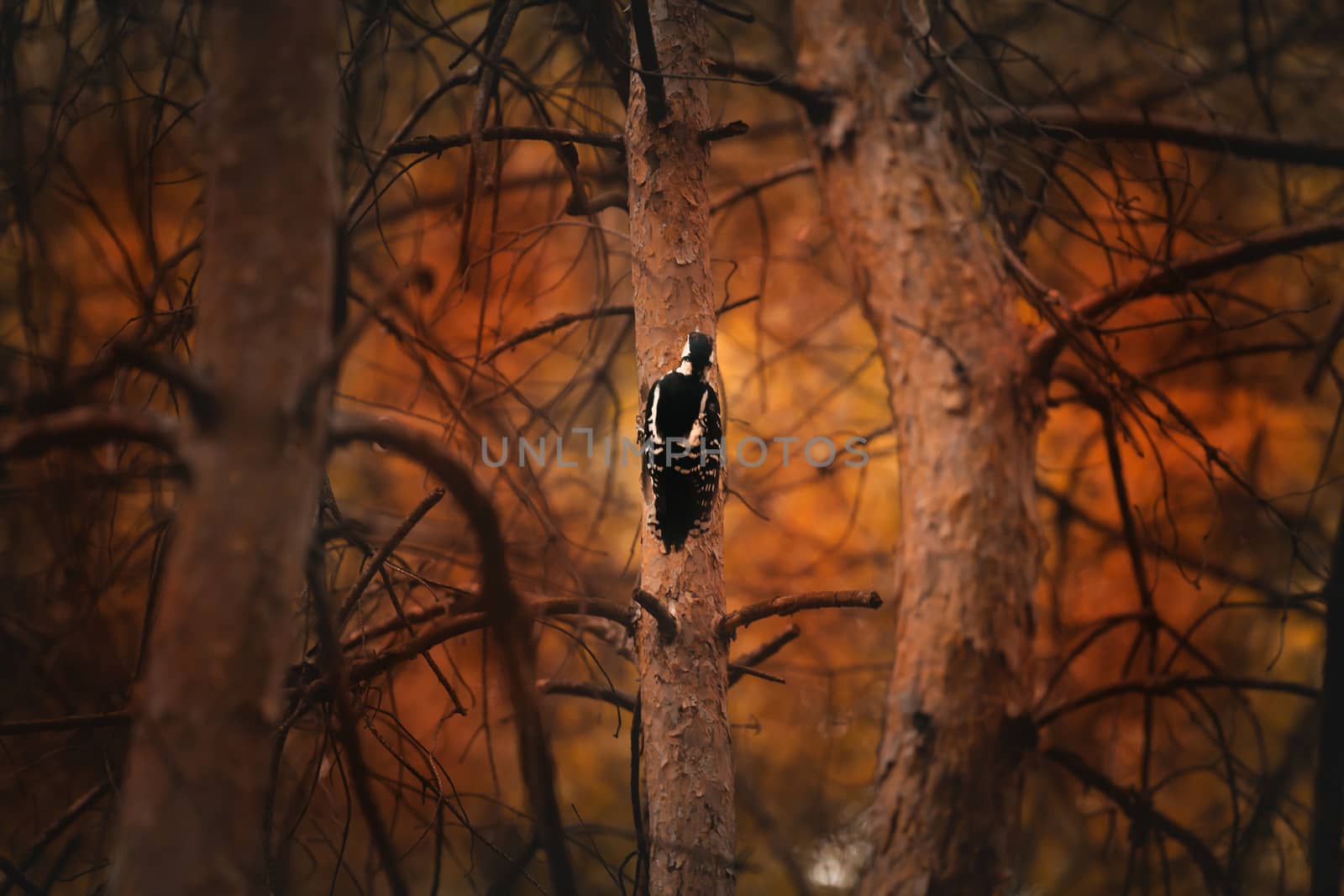Woodpecker sitting on a tree trunk best