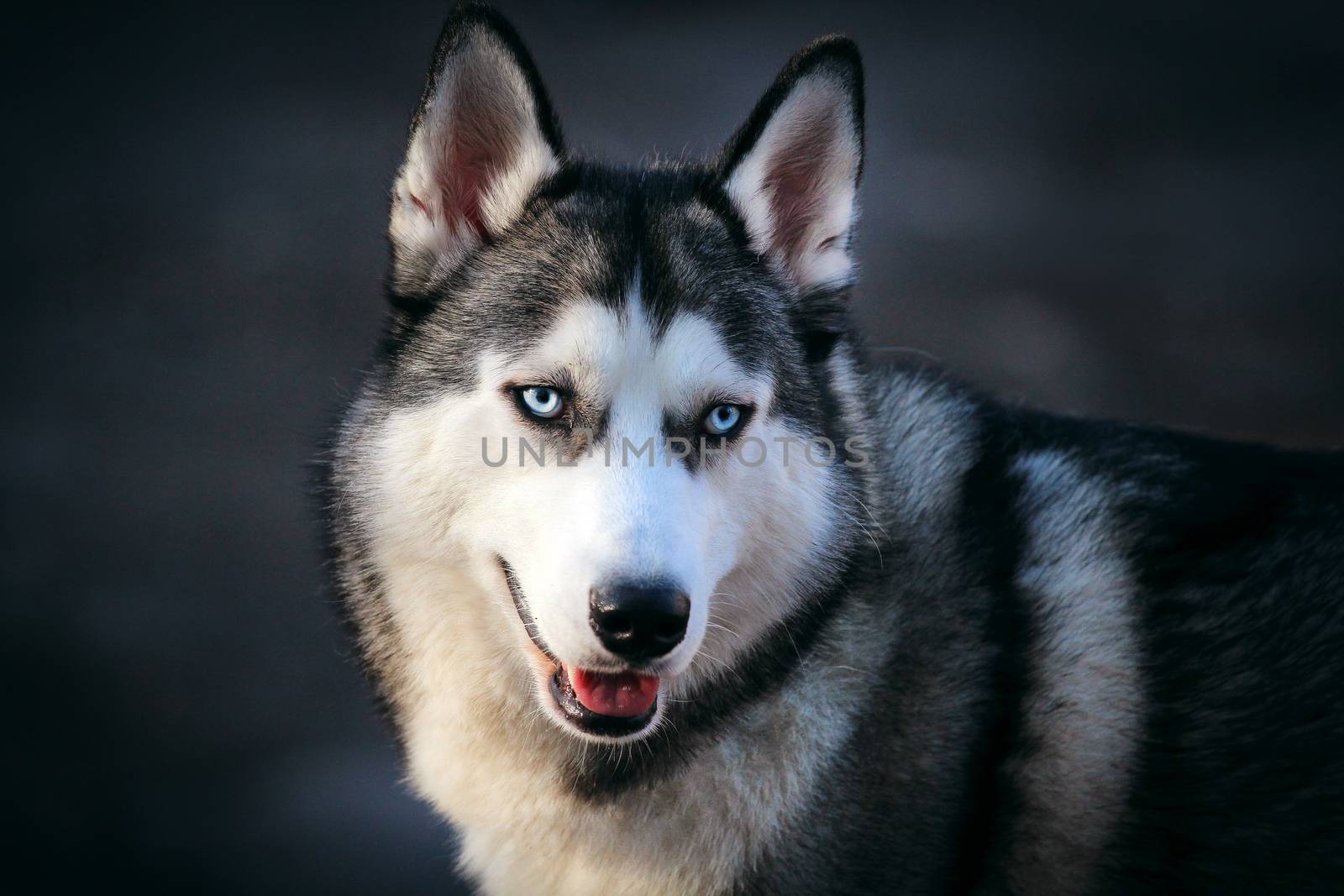 A beautiful Siberian dog, a pet for children