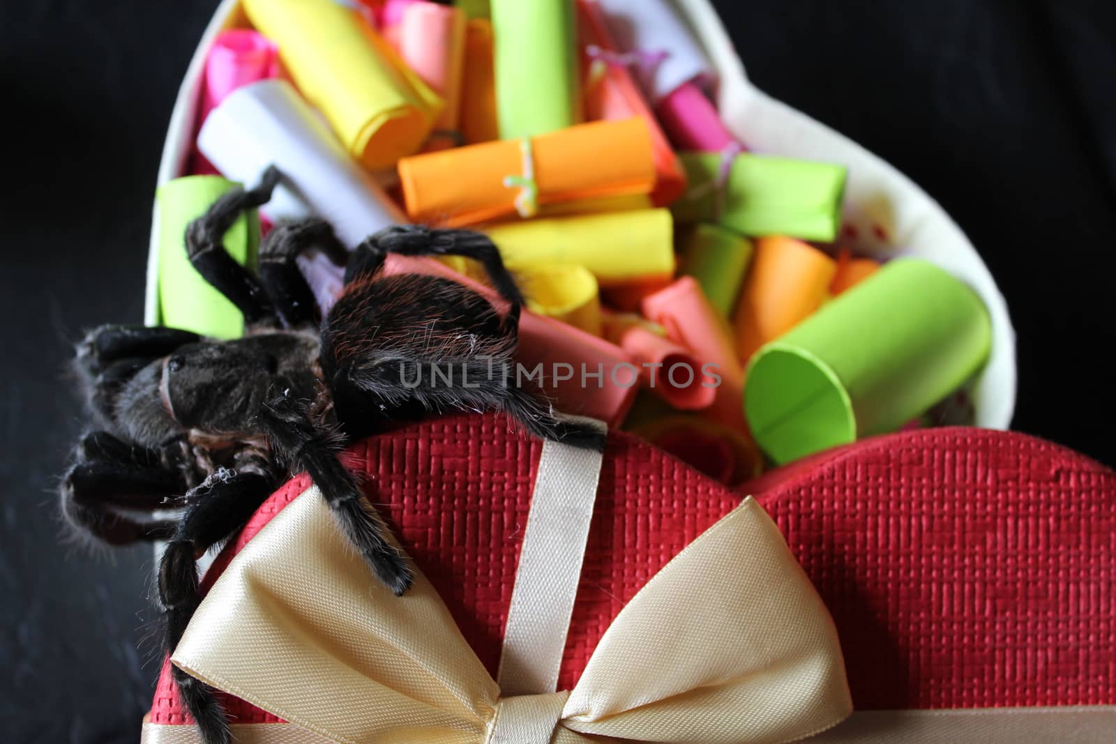 tarantula on a bright background of the box from under the brim gifts strewn with colored notes desires