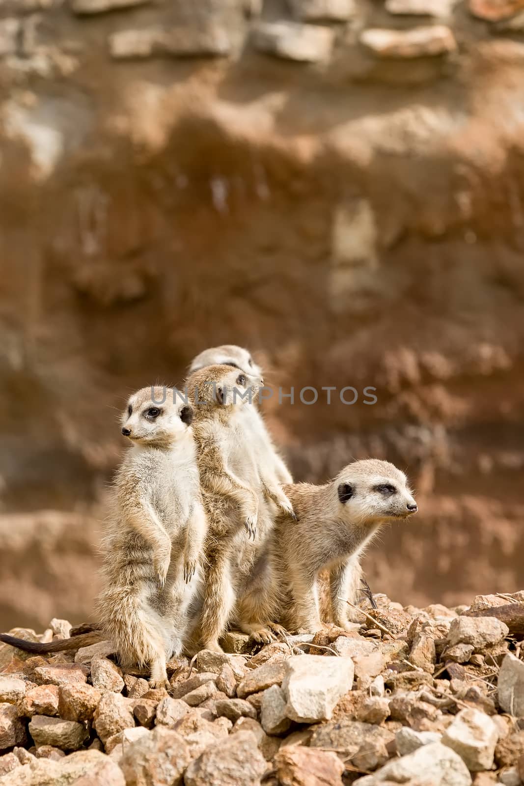 family of african mammal meerkat or suricate watching out for danger