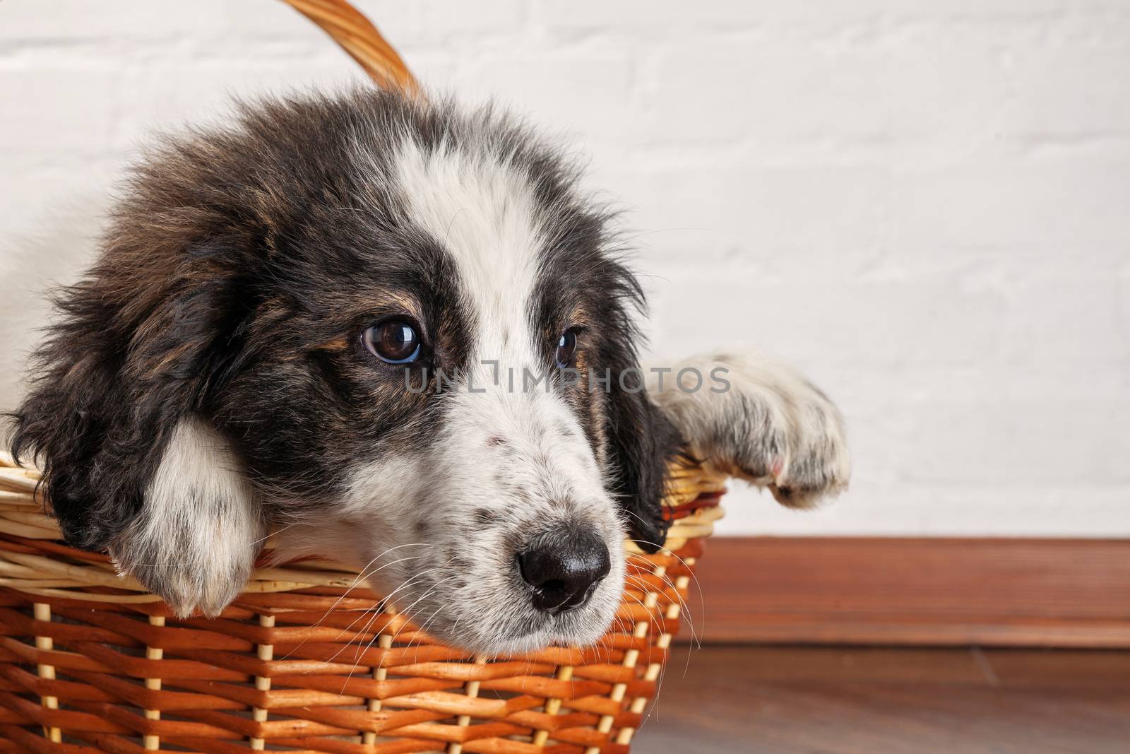 Charming little puppy sitting in the basket by igor_stramyk