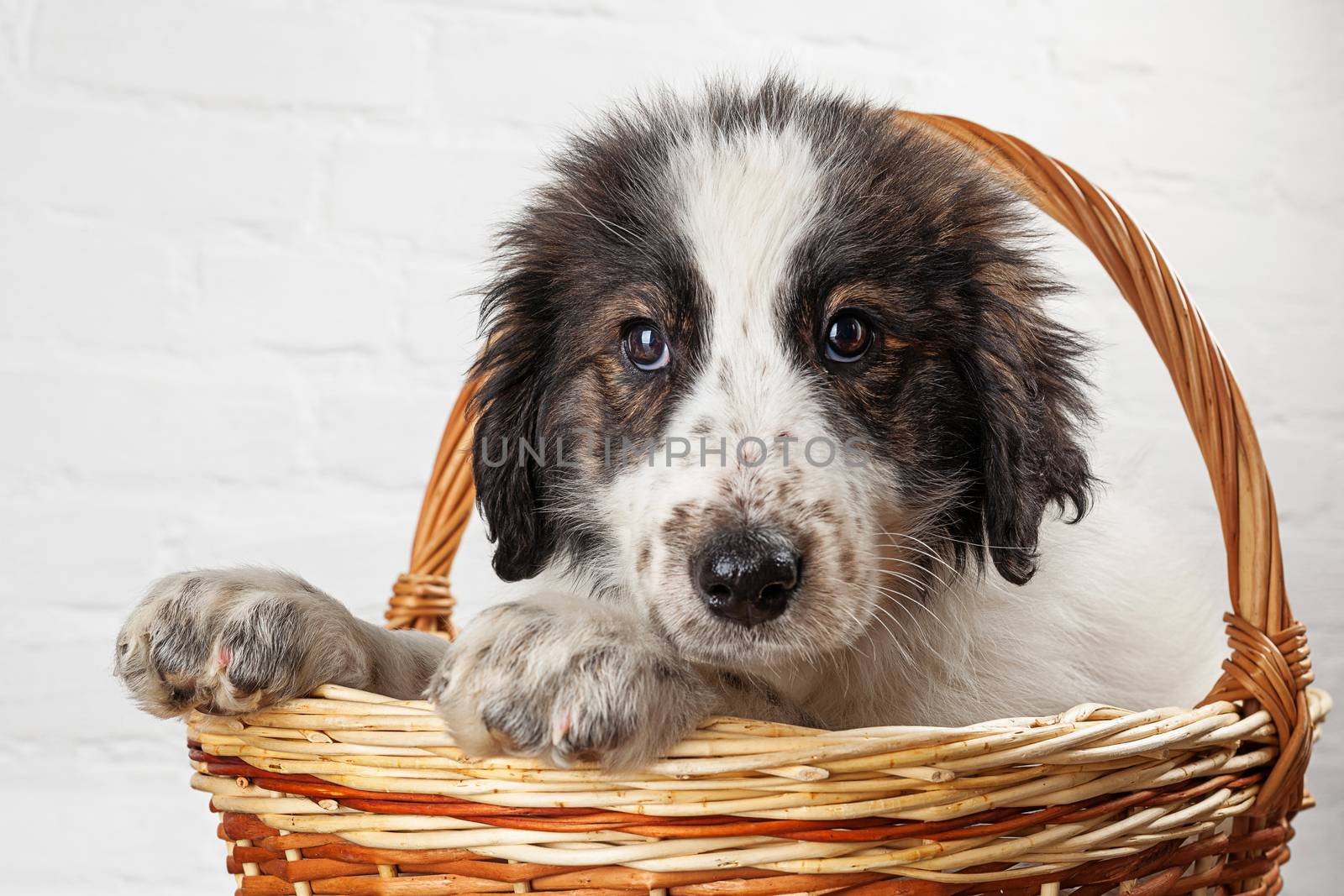 Charming little puppy sitting in the basket by igor_stramyk