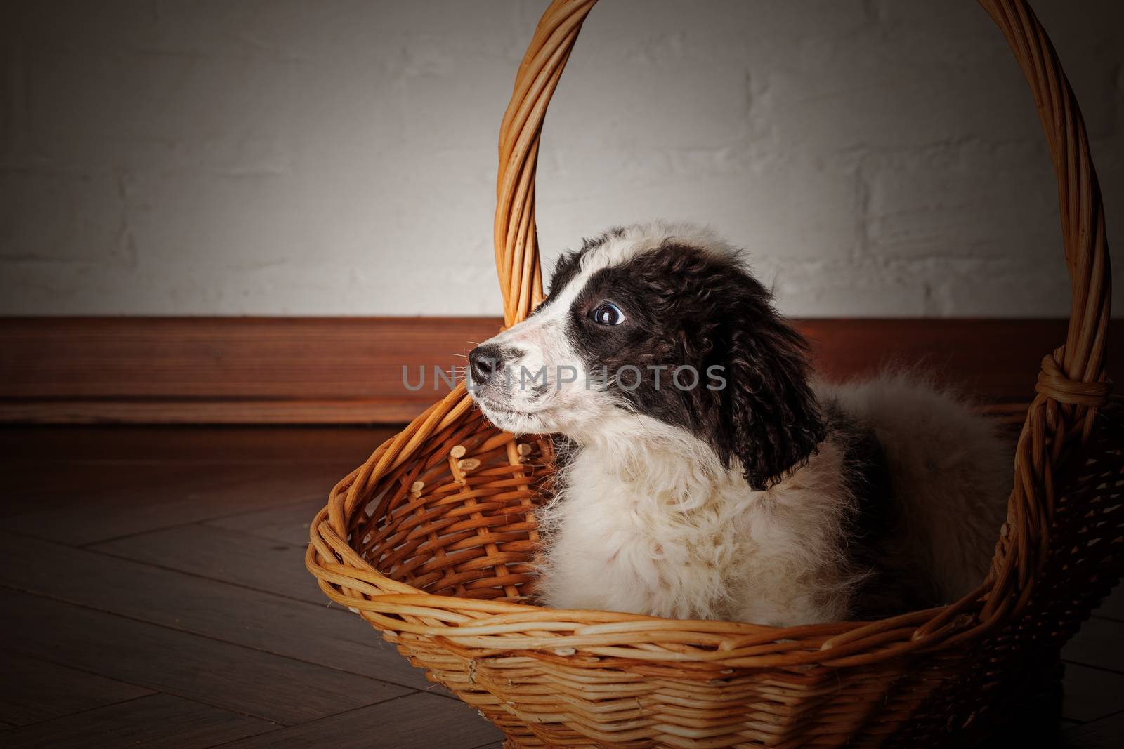 Charming little white puppy with black spots sitting in the basket