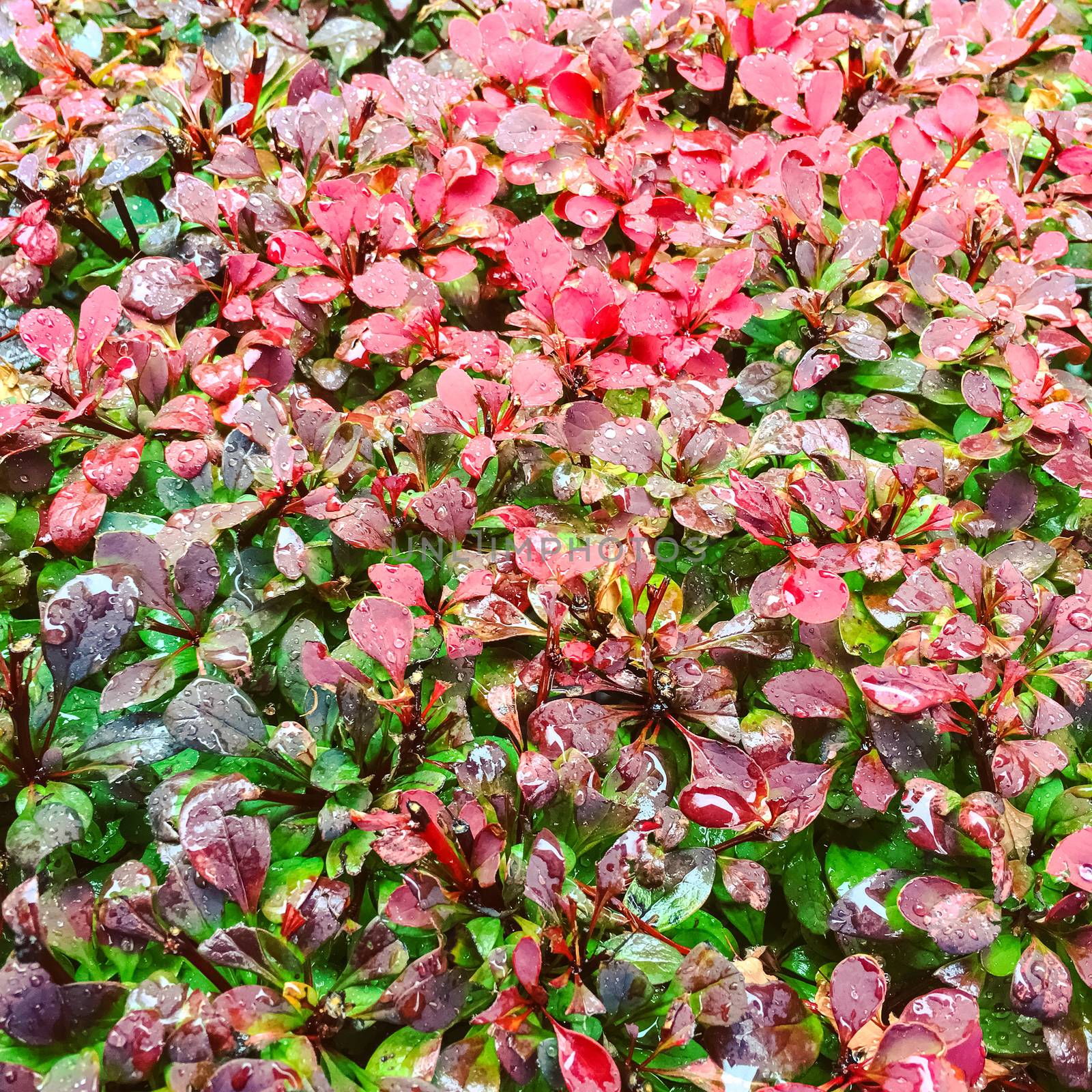 Colorful autumn bush in rain drops. Beautiful pink and green shades.
