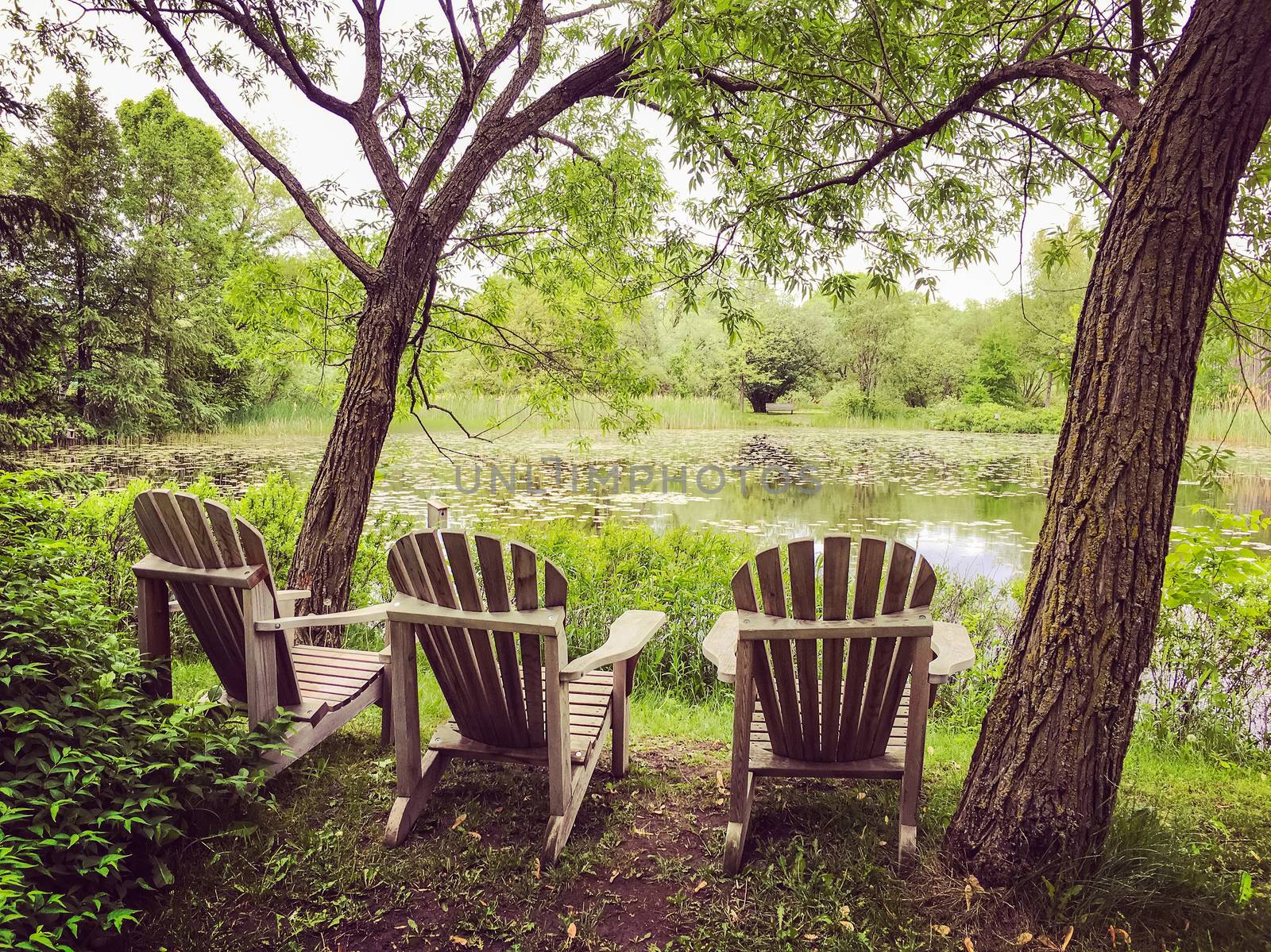 Wooden chairs near a calm pond with water lilies. Green summer park.
