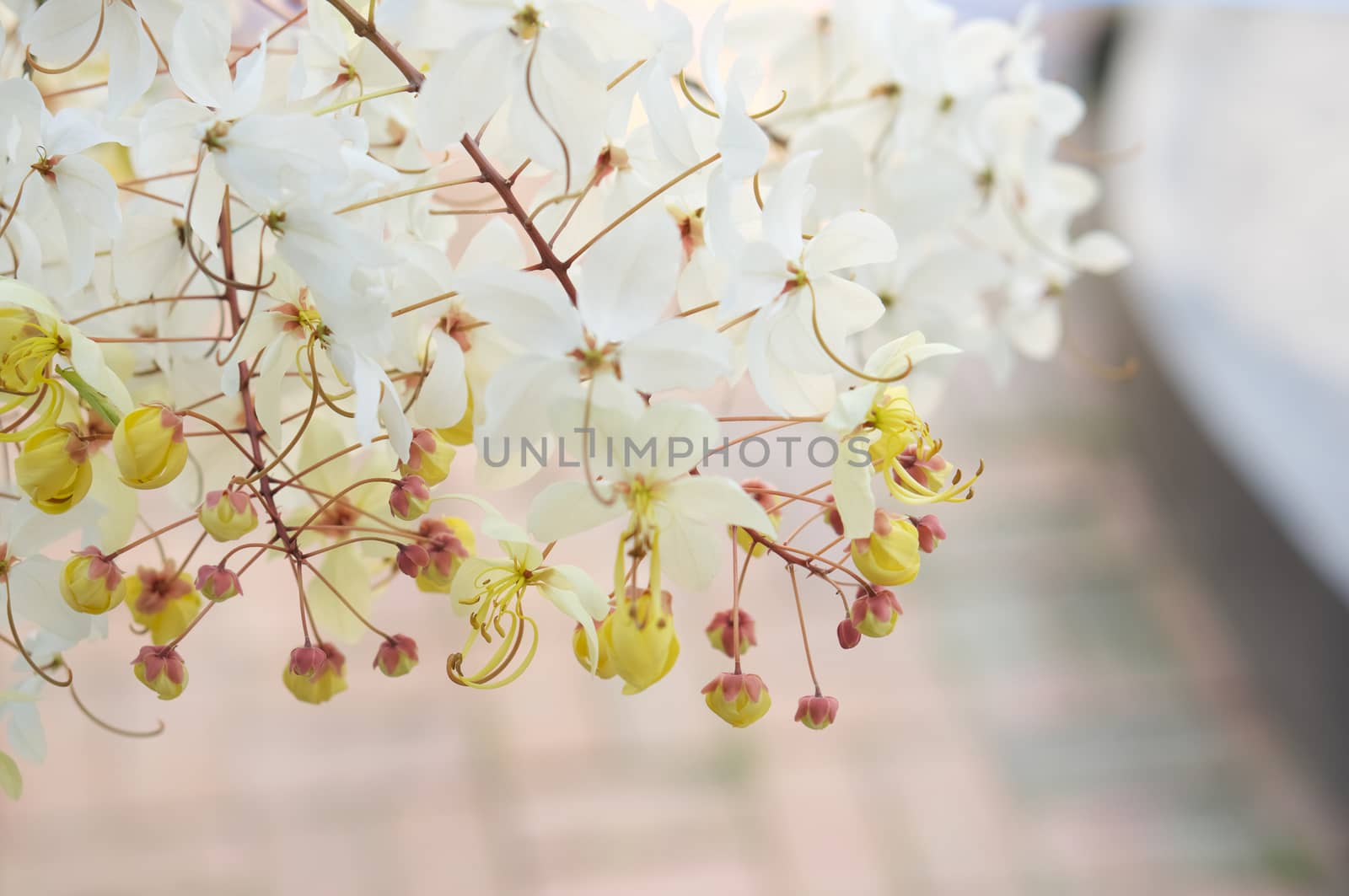 Close up Cassia Siam White flower or Showering Tree and yellow pollen have blur red brick floor in garden as background with copy space.