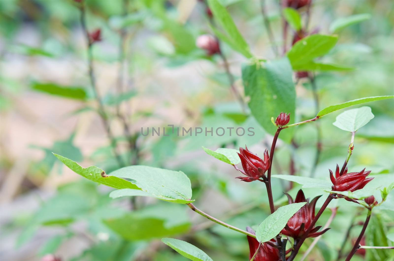 Hibiscus sabdariffa Linn or Rosella have blur green leaves and bamboo fence as background with copy space.