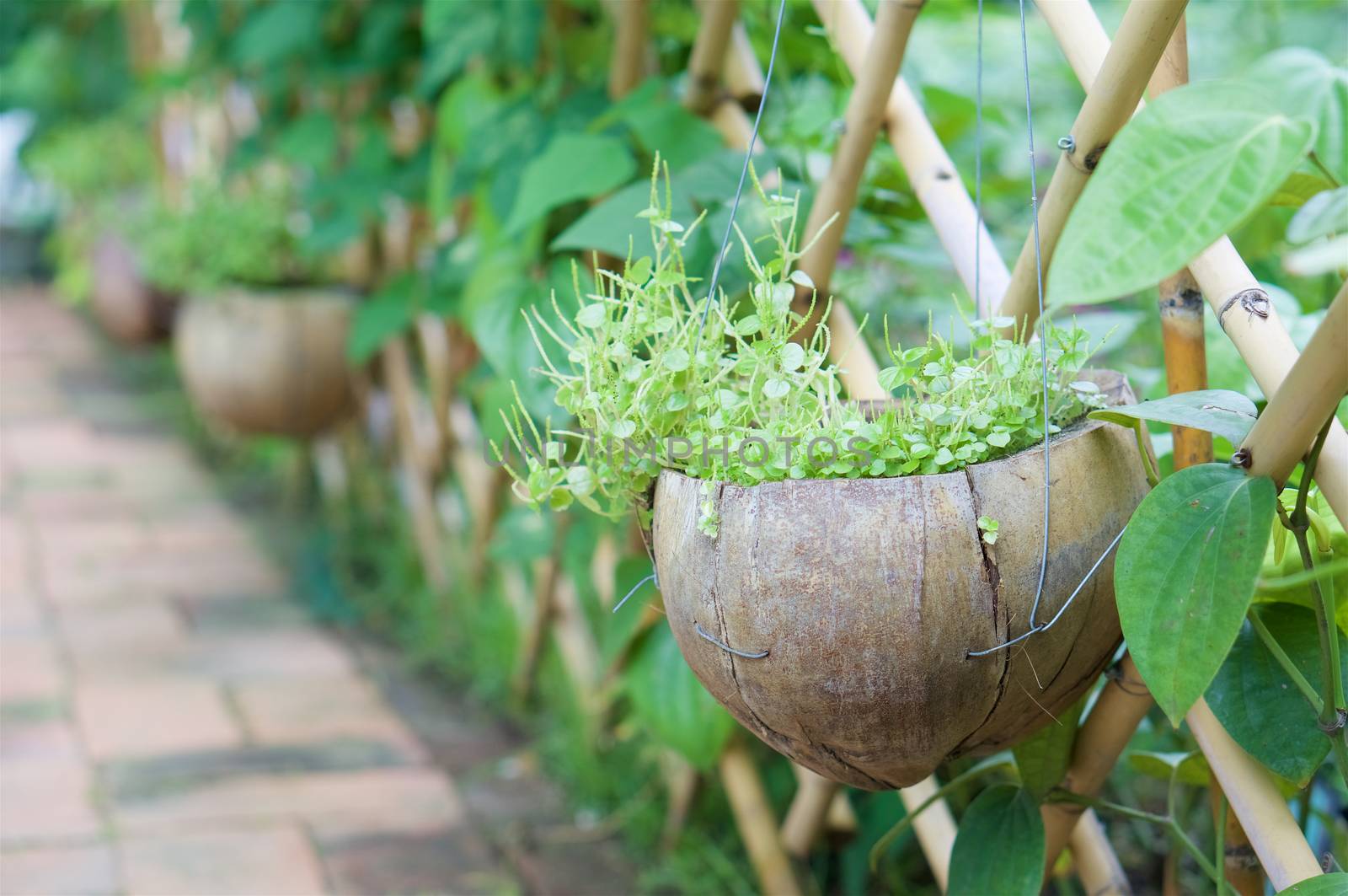 Peperomia pellucida Korth in spathe hanging with bamboo fence by eaglesky