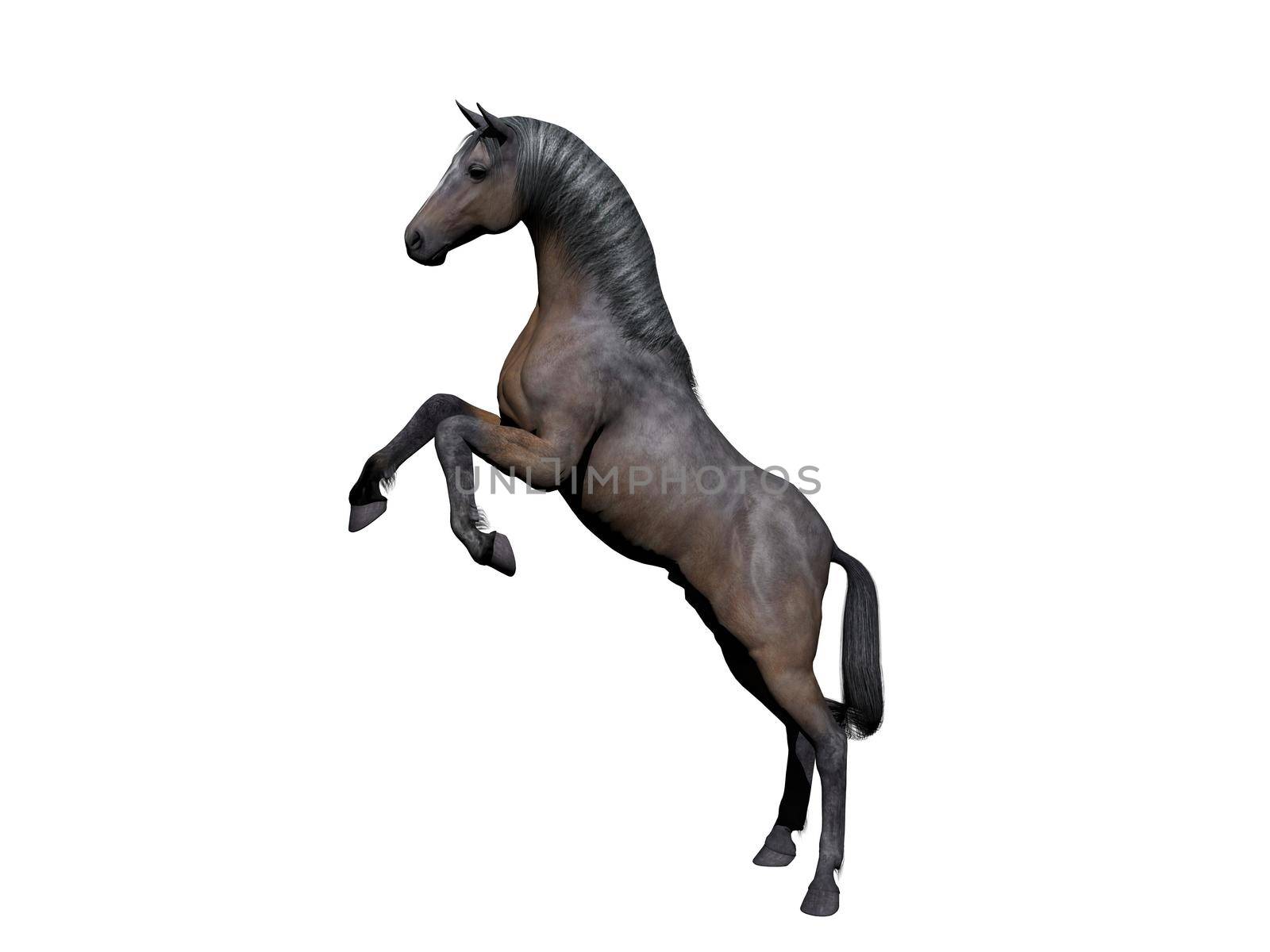 White and grey horse on white background - 3d rendering by mariephotos