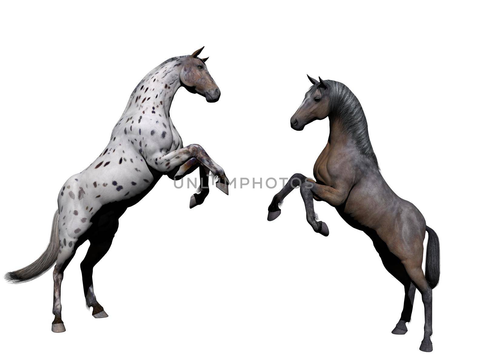 Couple of white horse on white background - 3d rendering by mariephotos