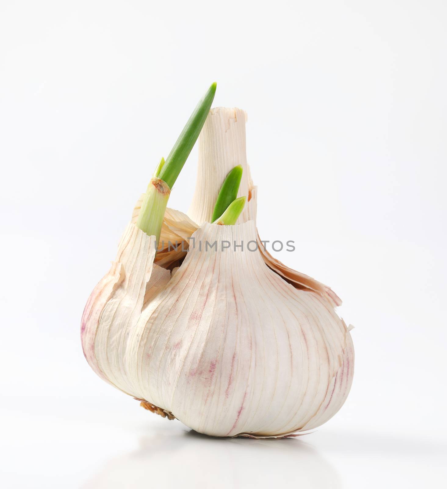 bulb of fresh garlic on white background