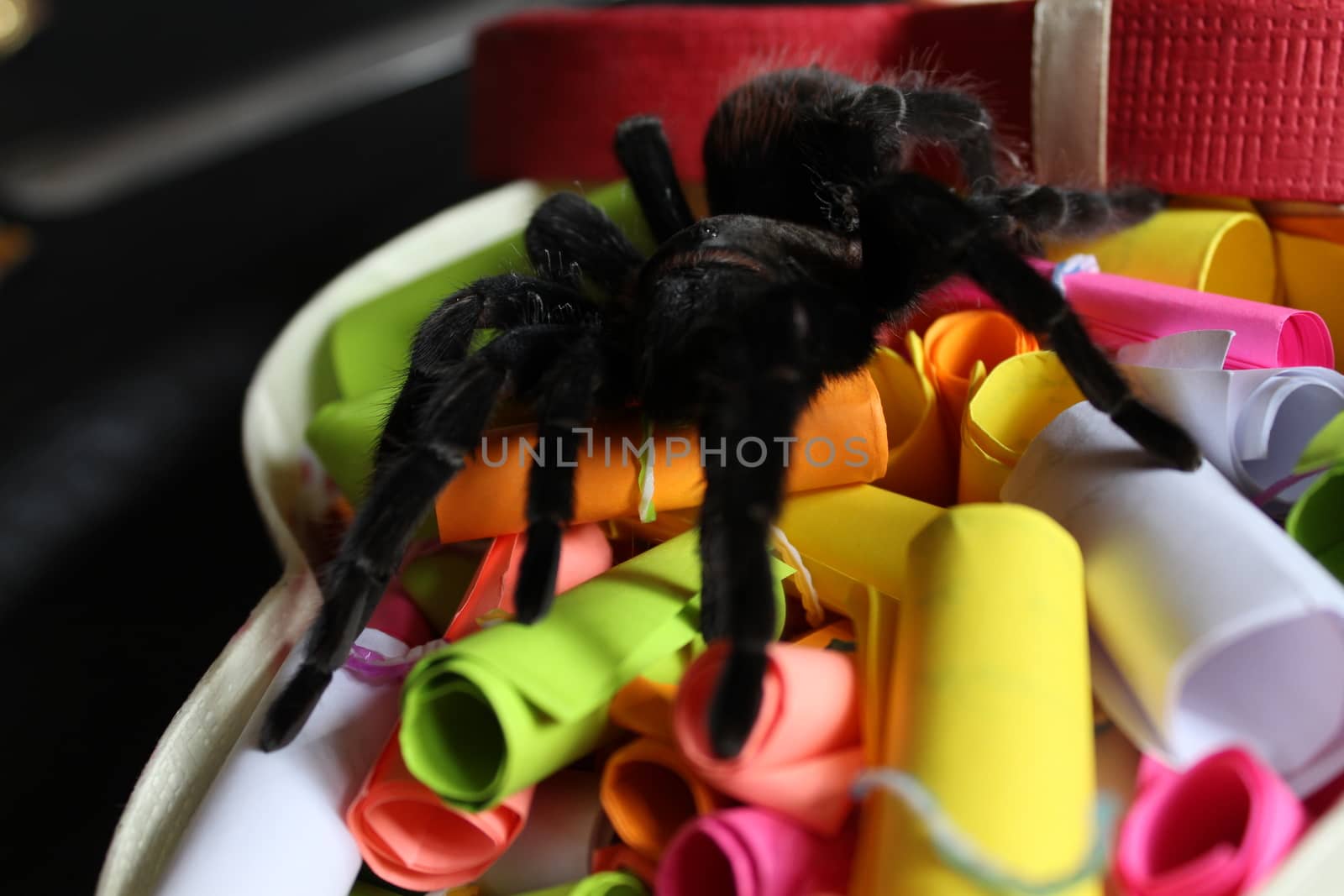 Tarantula in a gift box by SmirMaxStock