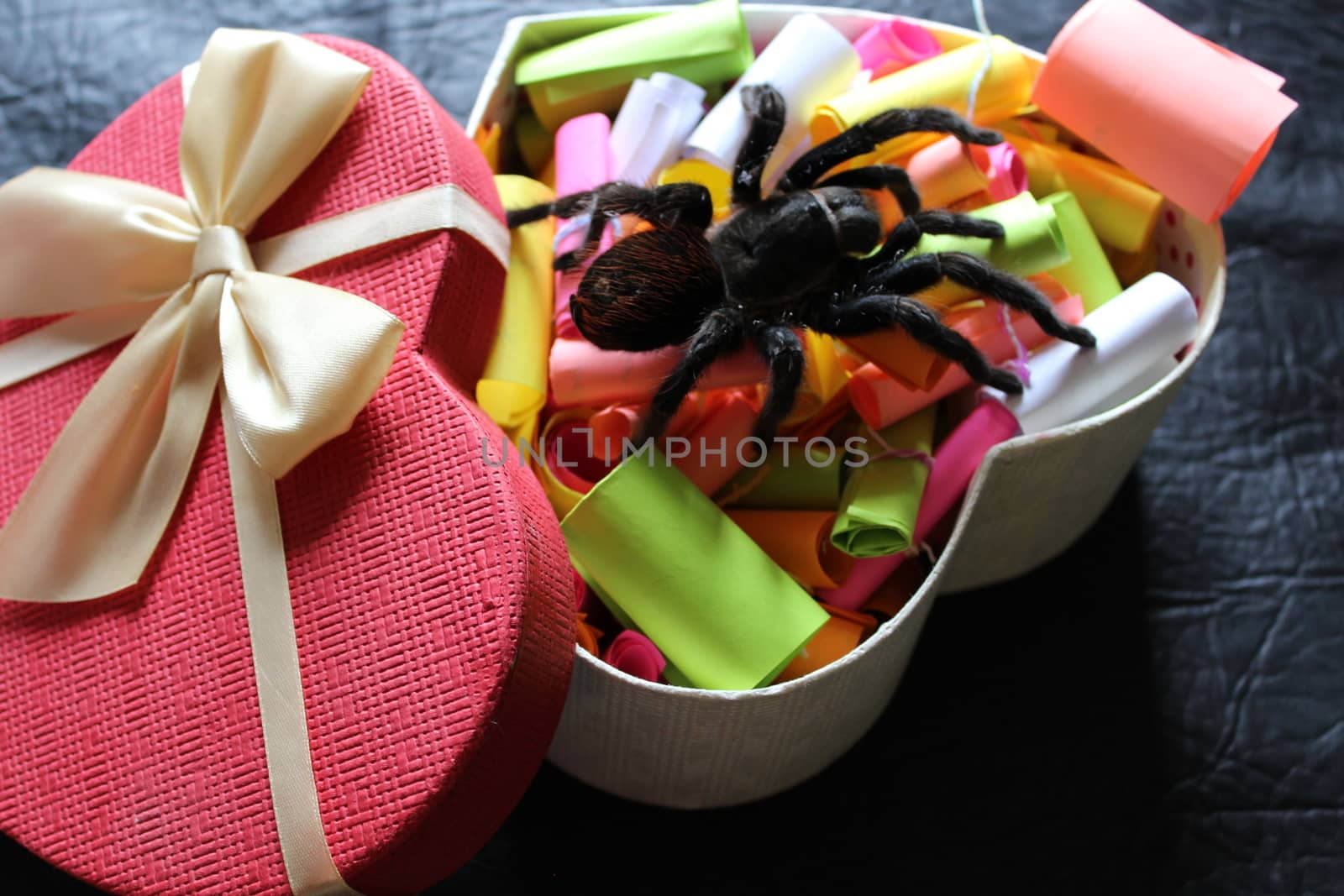 Tarantula in a gift box by SmirMaxStock