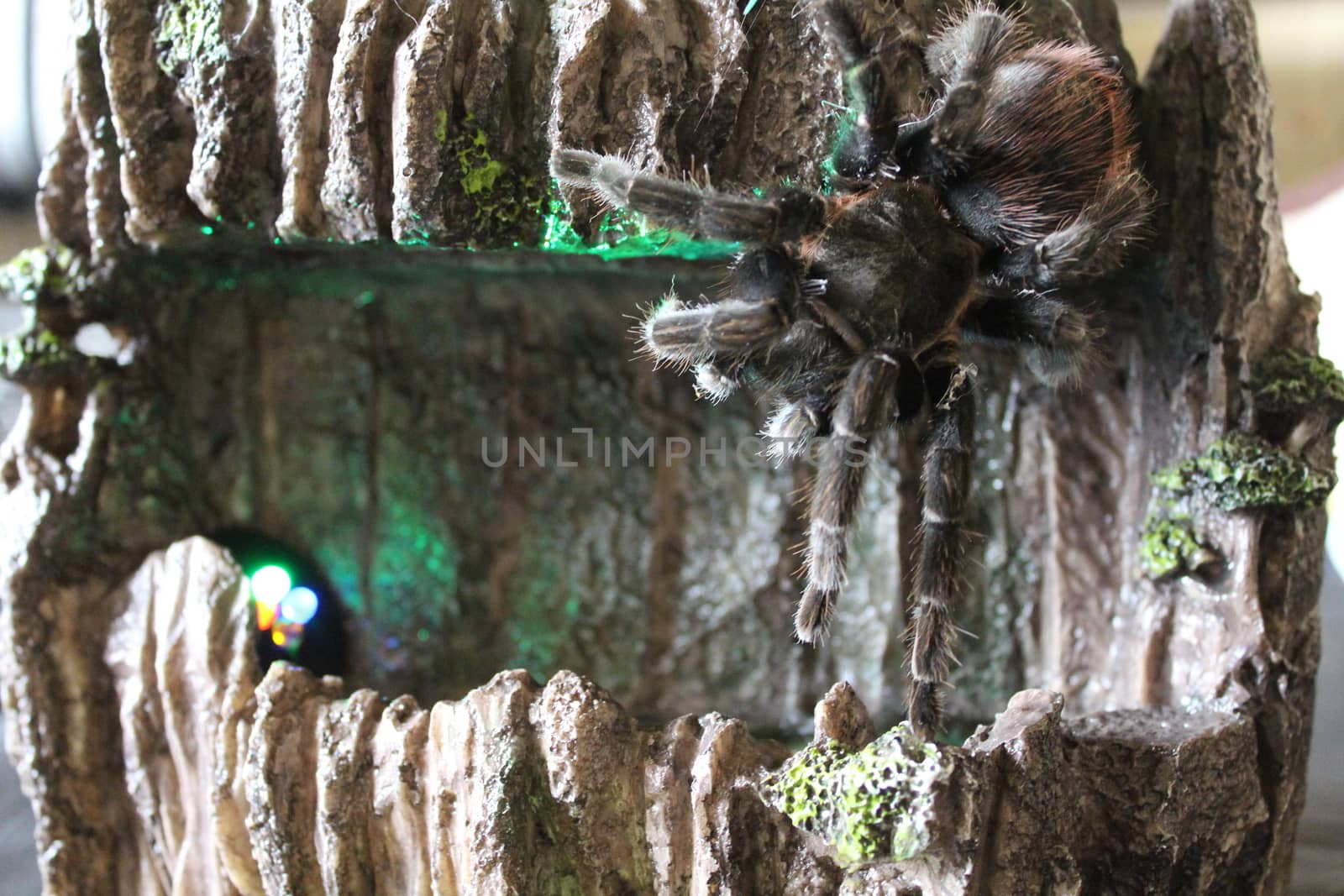 Big tarantula climbs high fountain