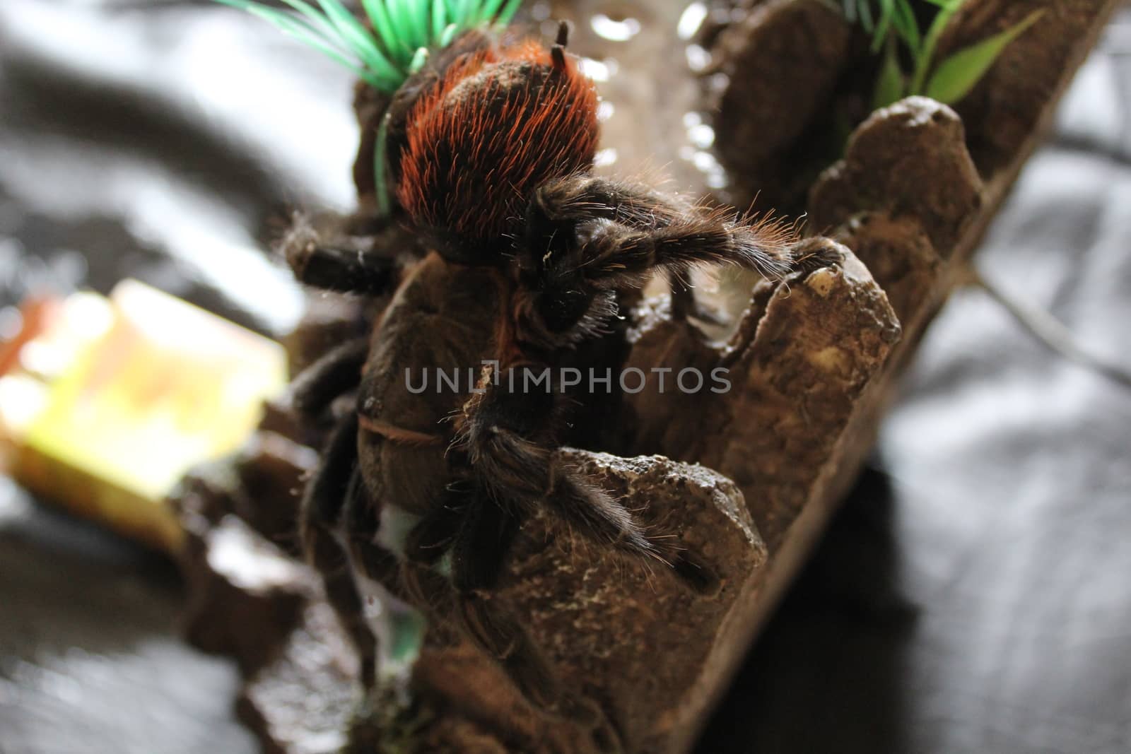 Big tarantula climbs high fountain