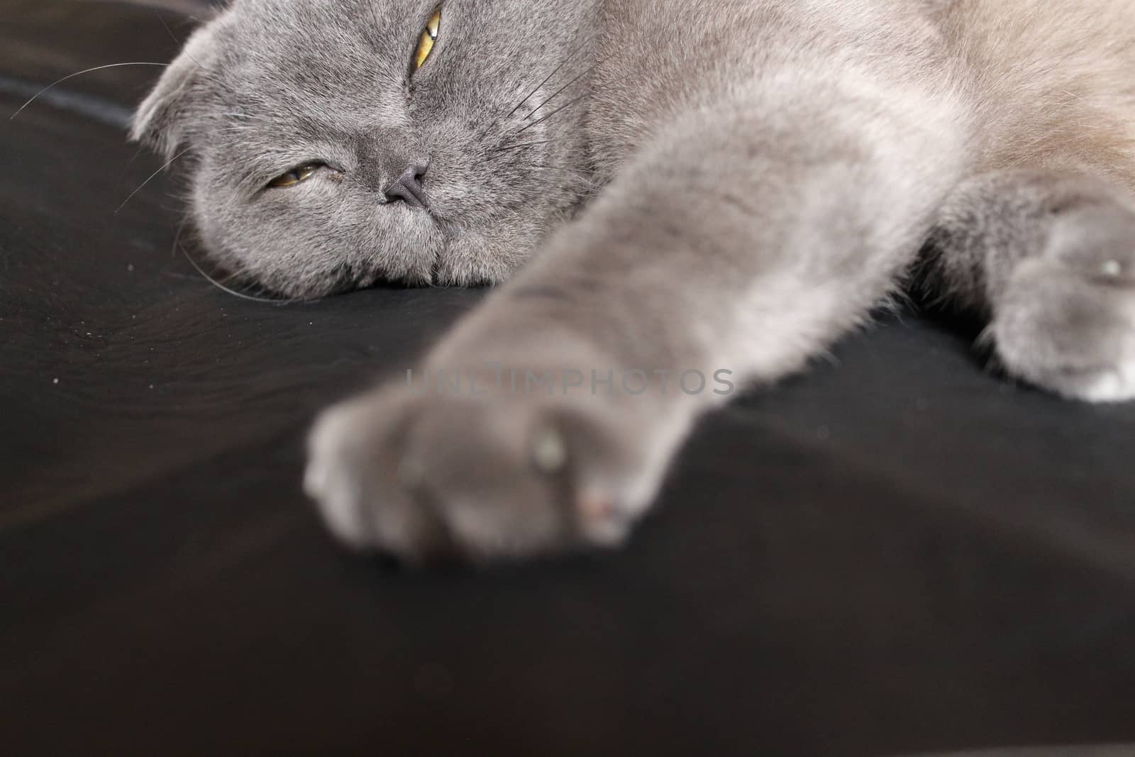 Cat's paw Scottish Fold cat by SmirMaxStock