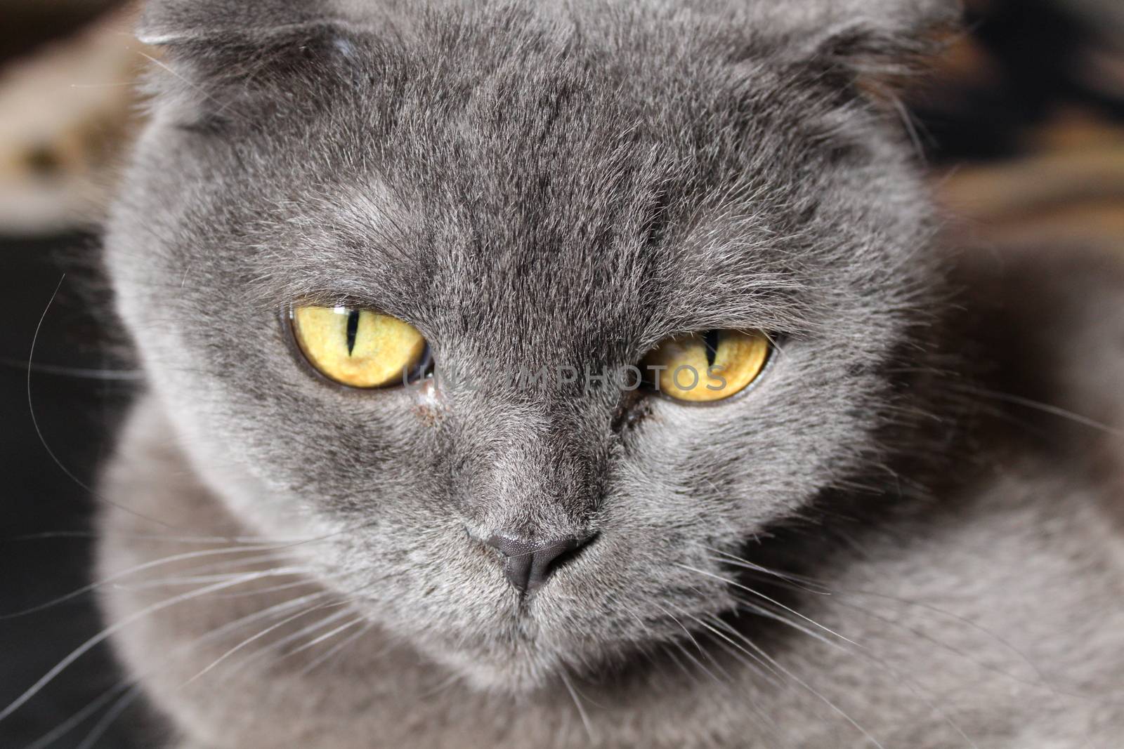 Smart eyes Scottish Fold cat by SmirMaxStock