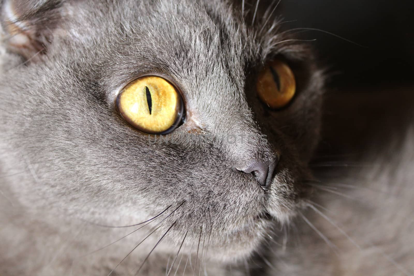Smart eyes Scottish Fold cat by SmirMaxStock