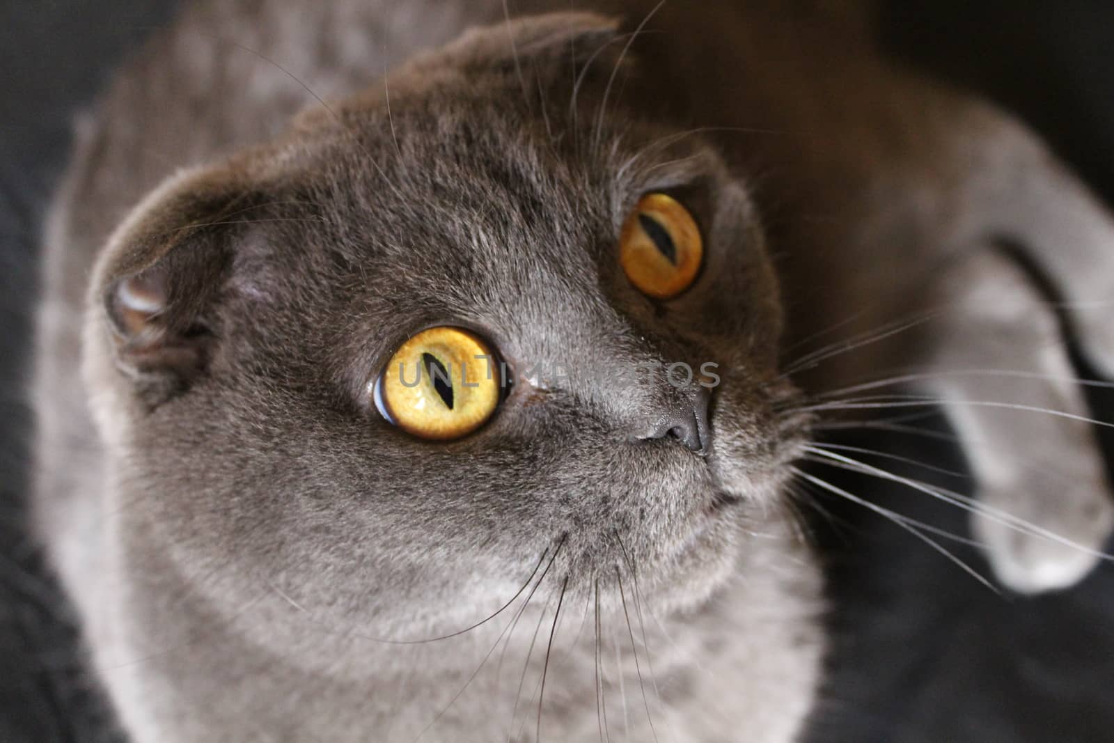 In the photo Smart look Scottish Fold cat Max