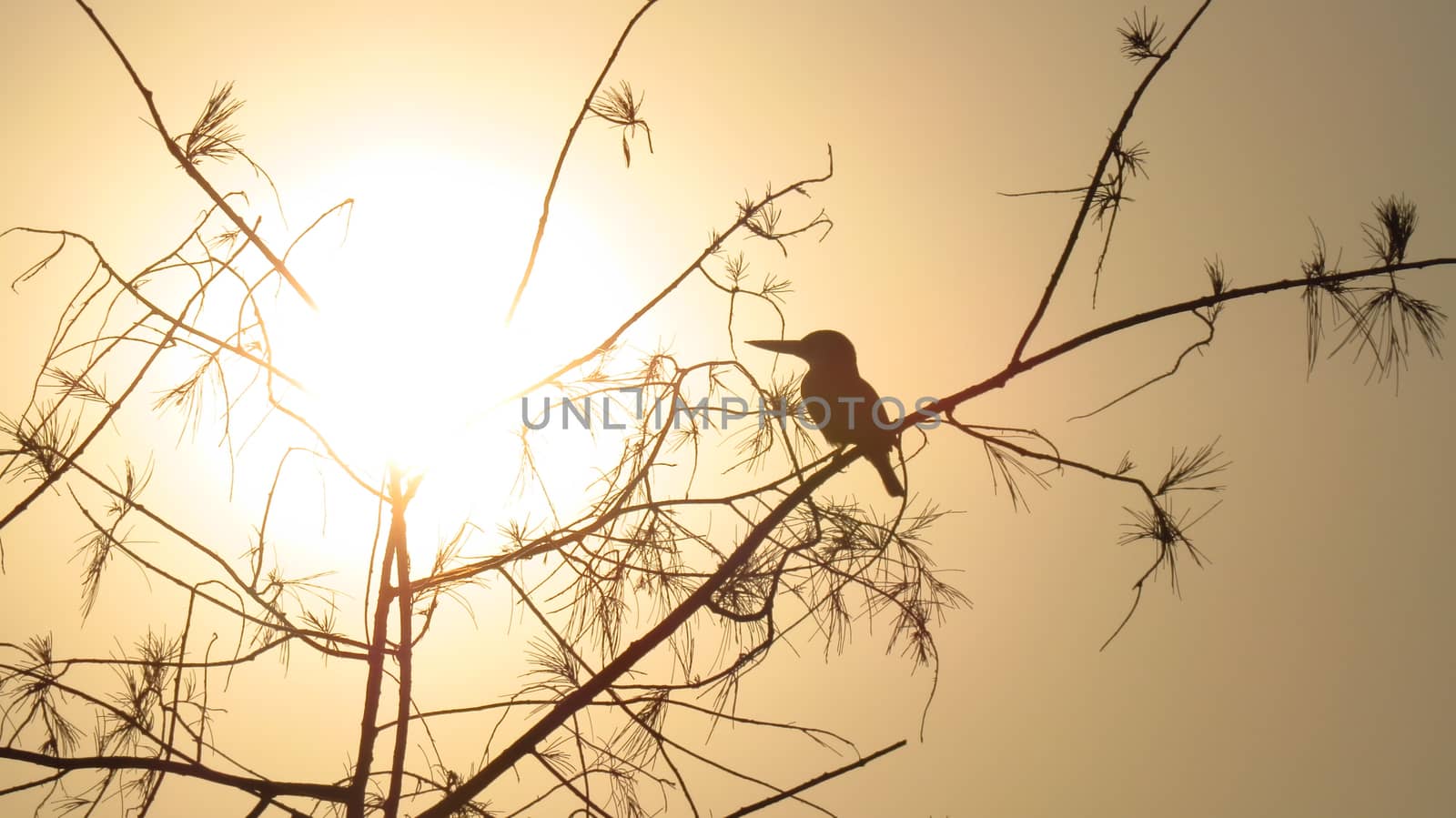 A silhouette of an Indian kingfisher sitting on the tree at sunset time.                               