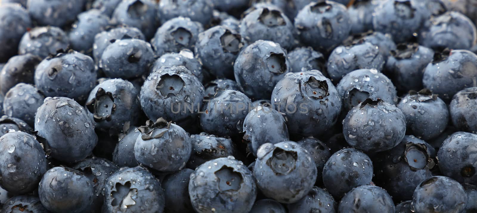 Background pattern of fresh washed blueberry berries wet with water drops, close up, low angle view, selective focus