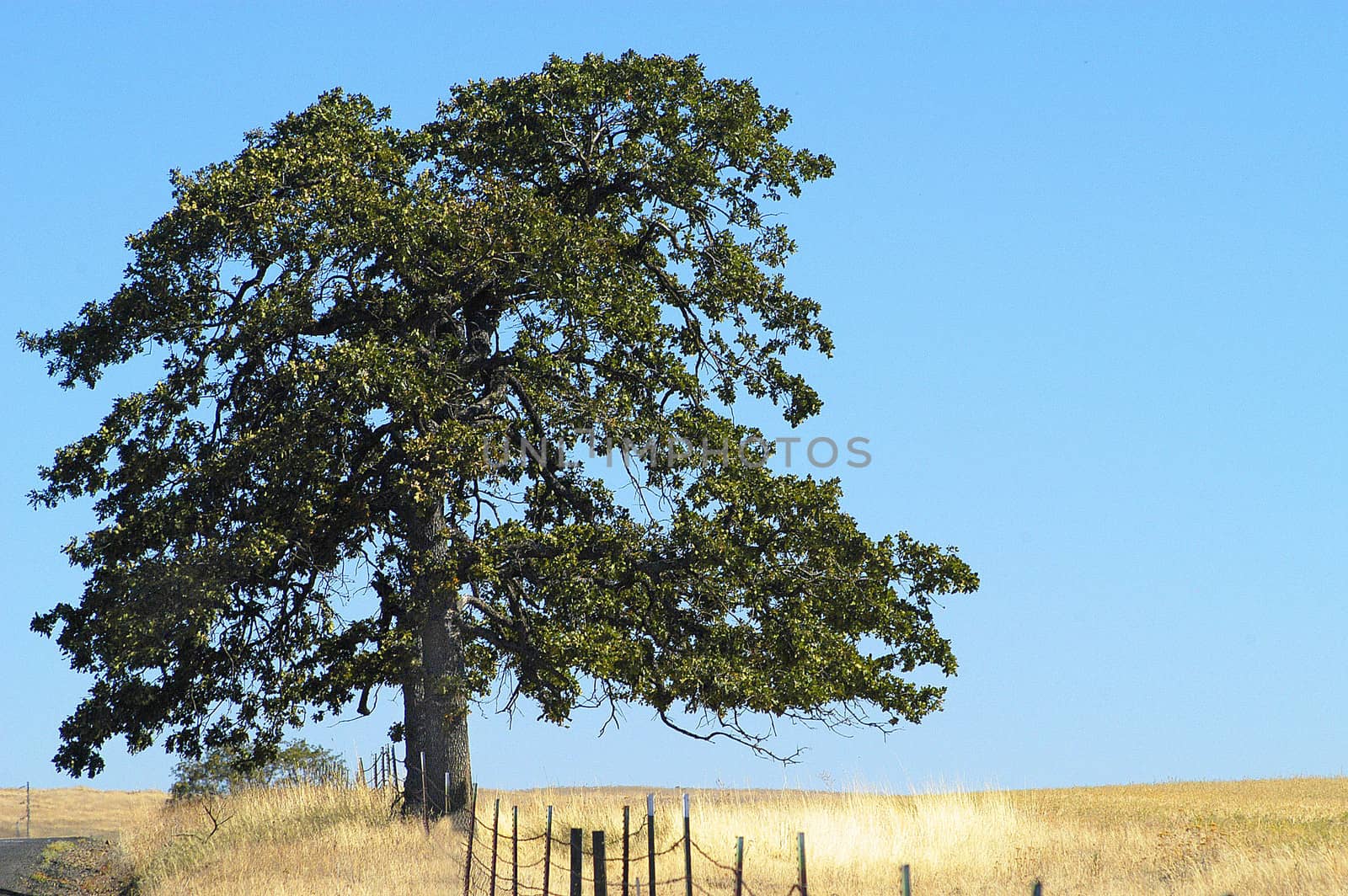 Rural scene in Goldendale, WA at midday with single tree in golden field and clear, blue sky