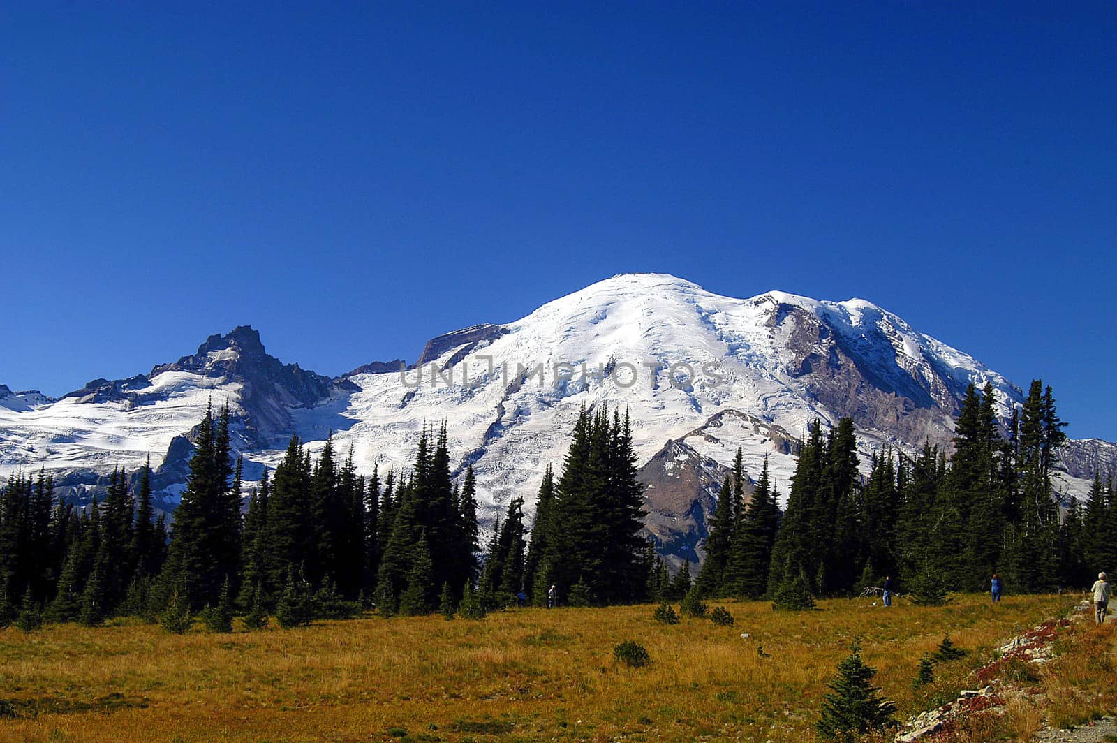 Mt Rainier National Park in late spring