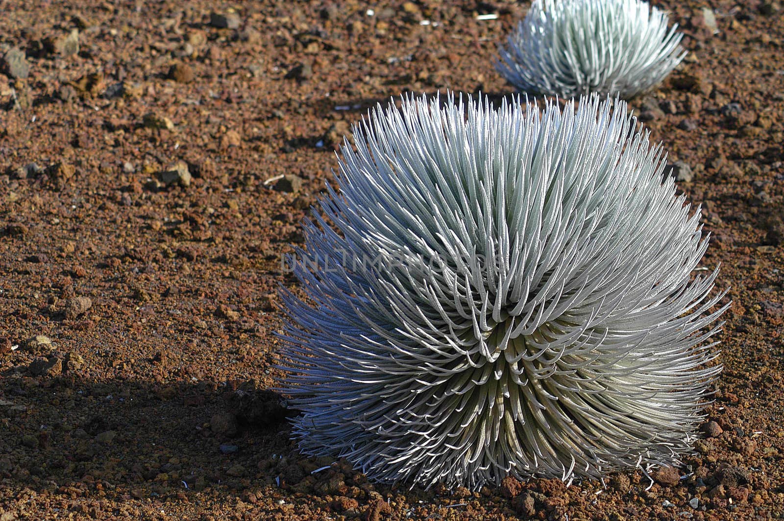 Silver Sword found only on Haleakala crater, Maui, HI