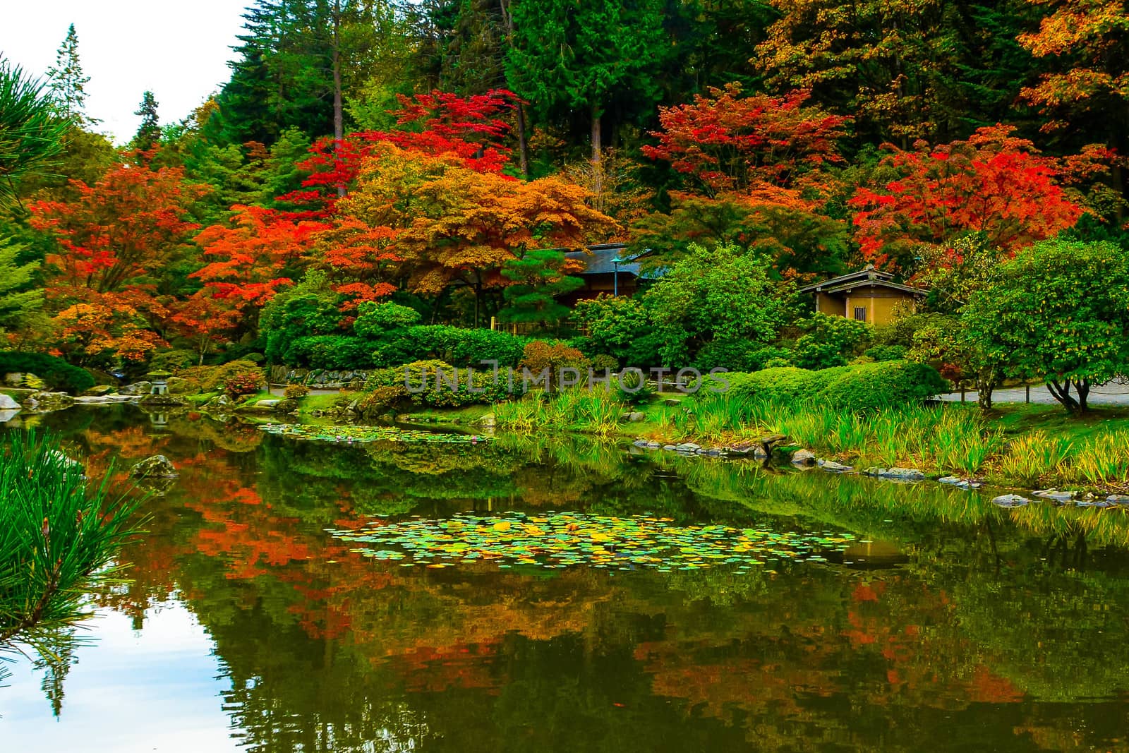Coy Pond and shrubs during fall in Seatte's Japanese Garden