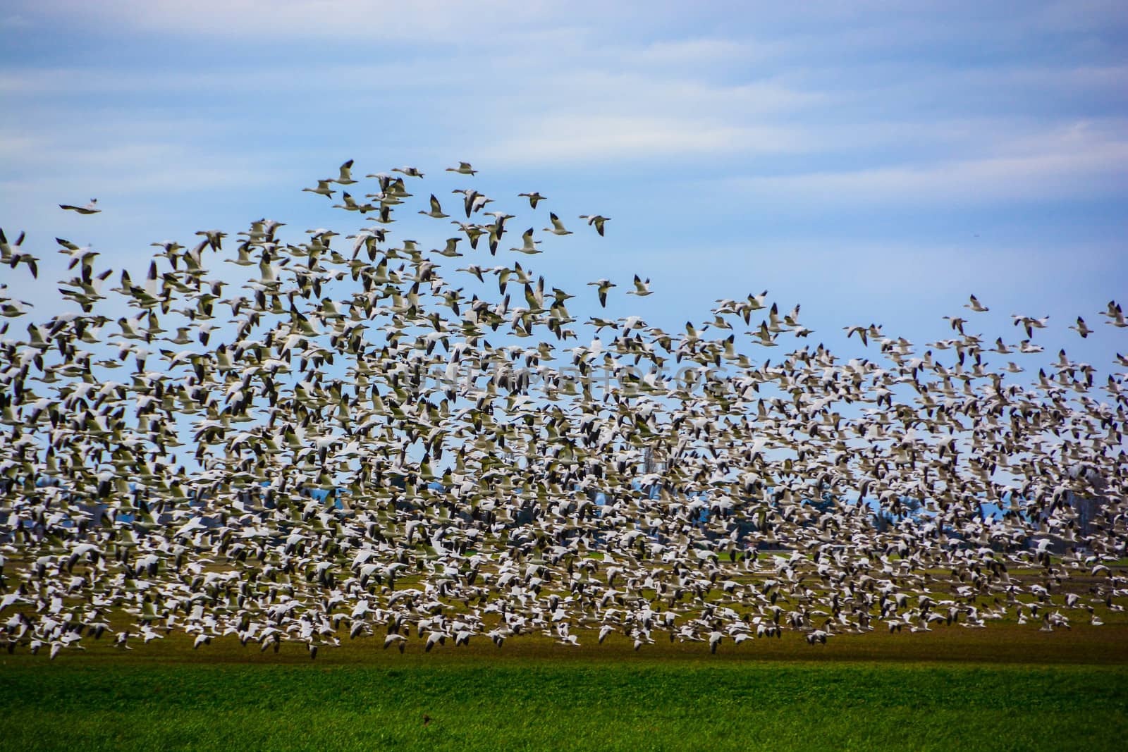 Swarms of them gather in the Skagit Valley every Winter